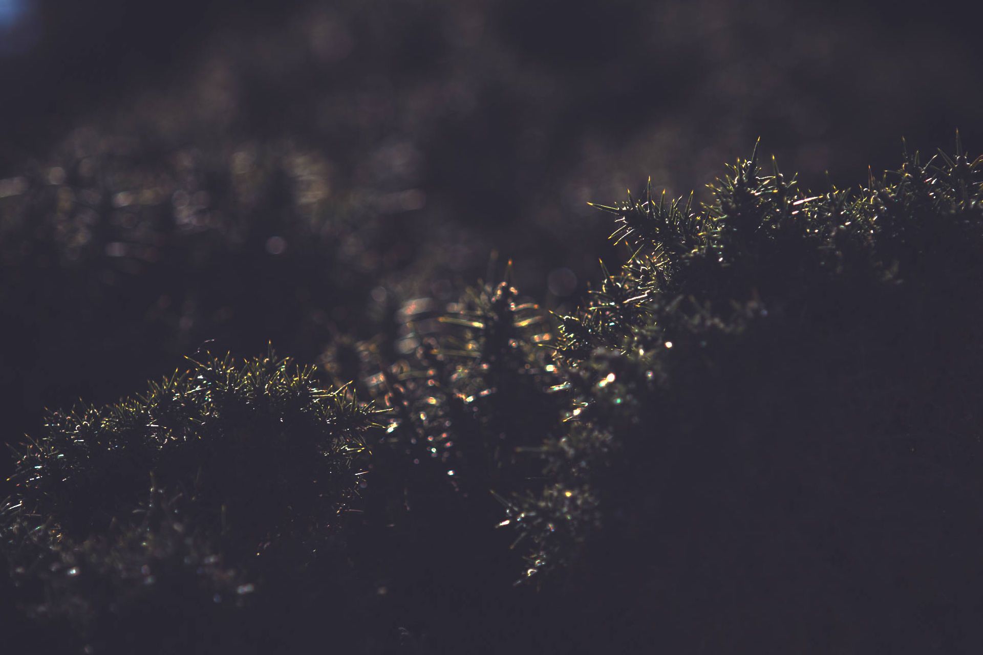 Colours Run Prime. Post image