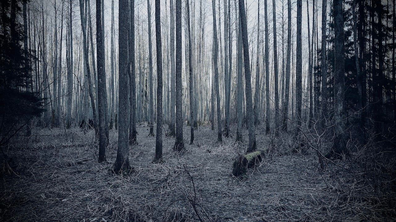 Beneath Pines Unbothered. Post image