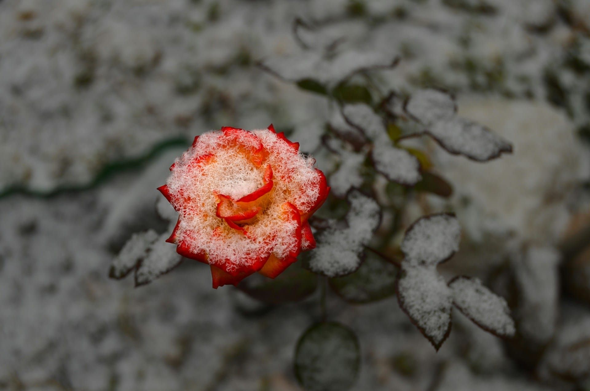 The Rose of Belgrade Post image