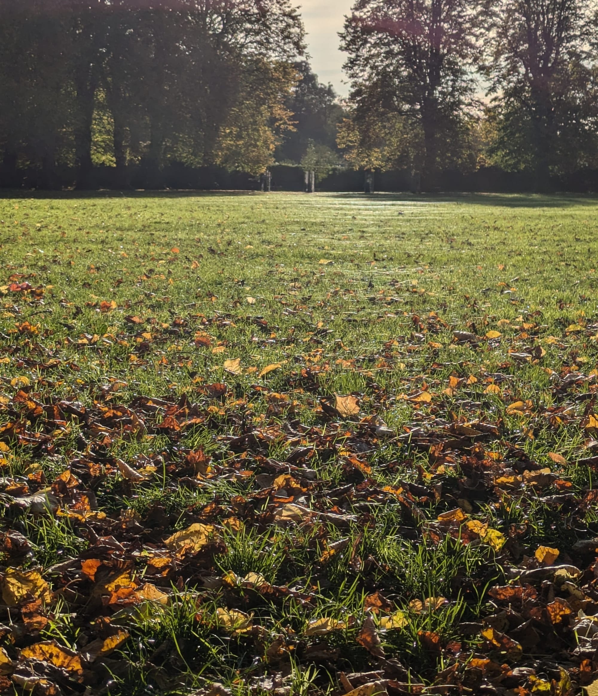 Grass in a park, with lots of cobwebs lit by the sun