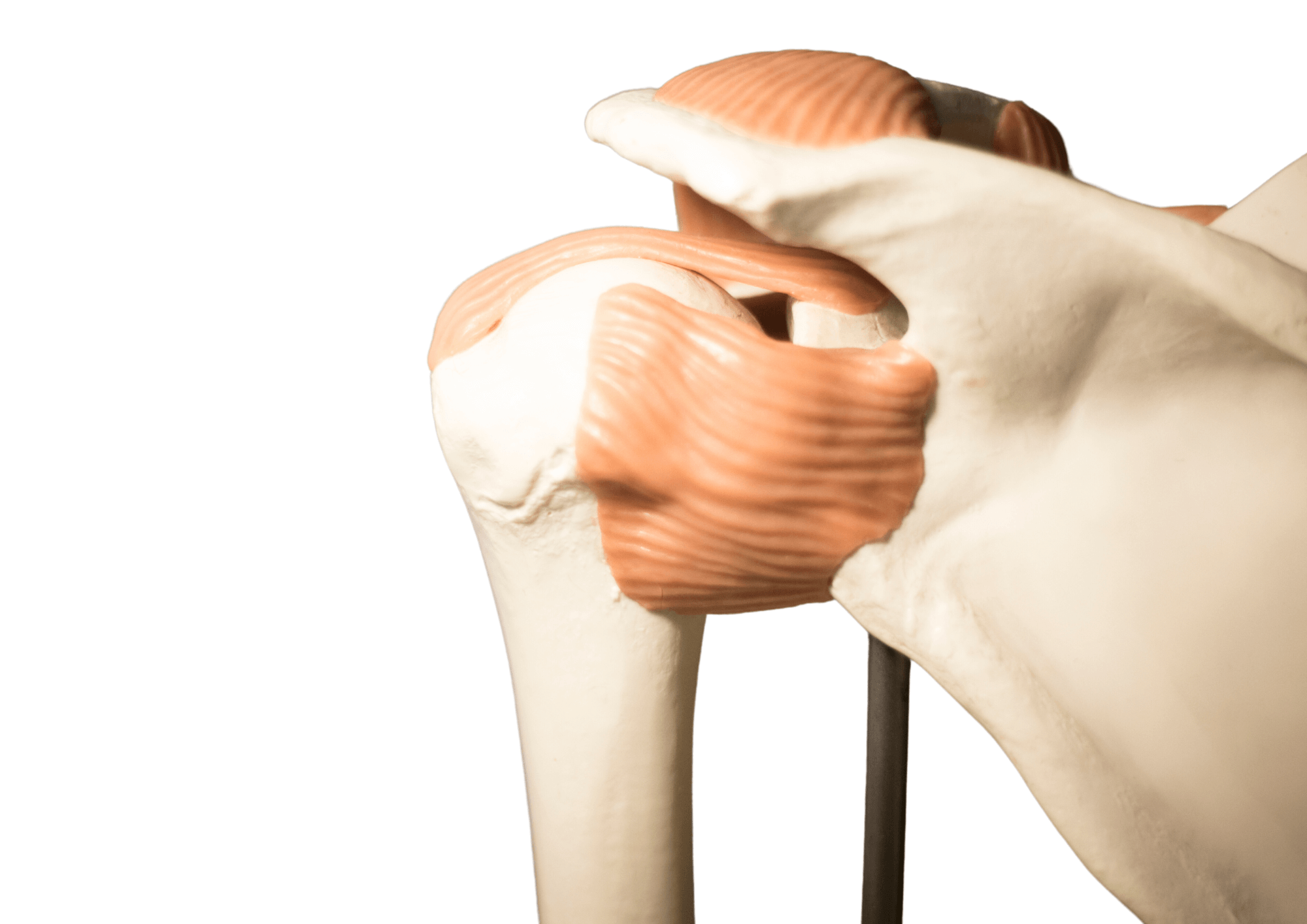 Anatomical replica of a shoulder joint on white background.