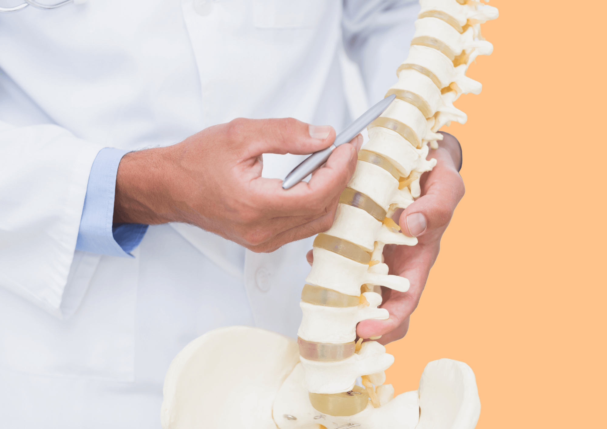 Doctor points on intervertebral discs on a skeleton.