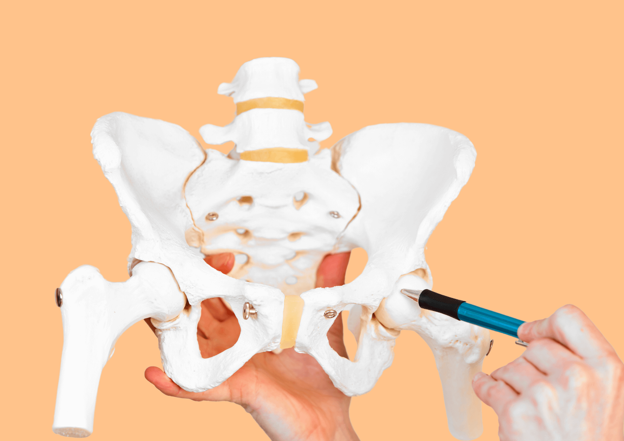 Fachperson zeigt auf Hüftkopf auf einer Nachbildung eines Hüftgelenks.