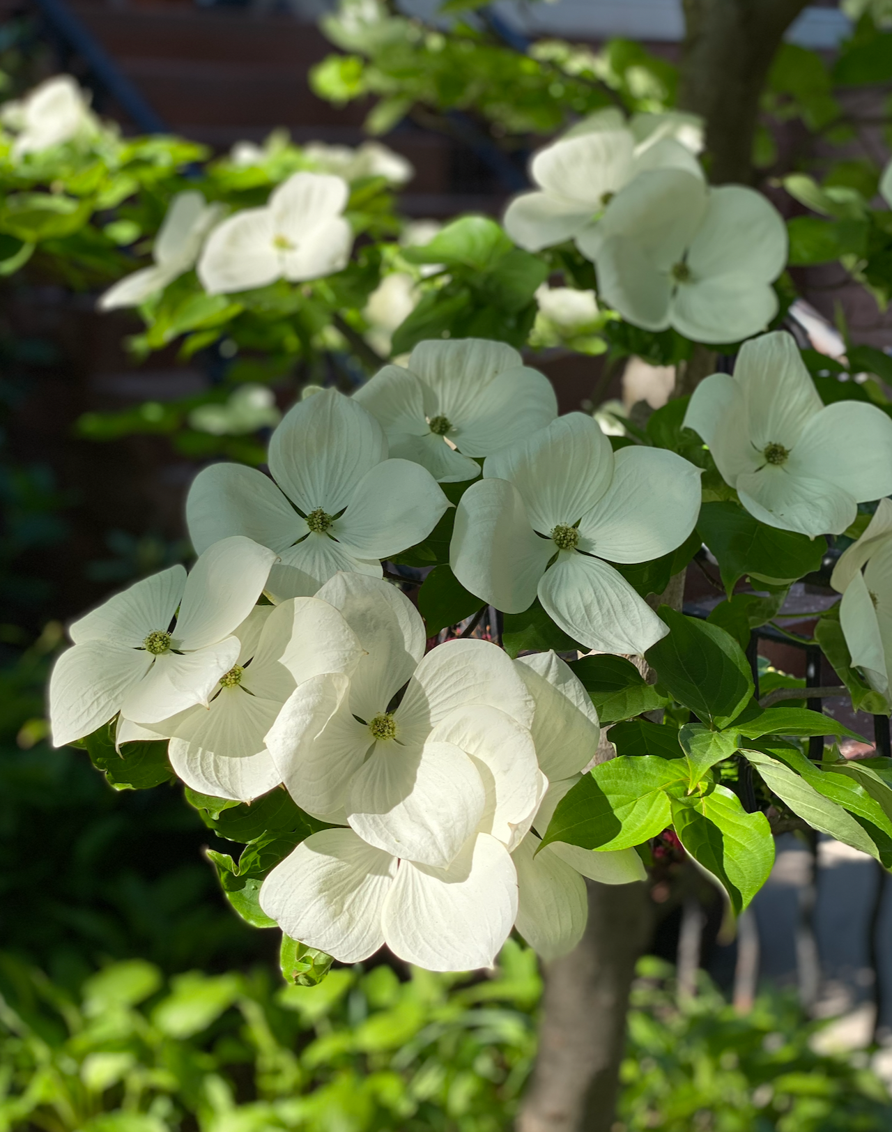 Just one flower