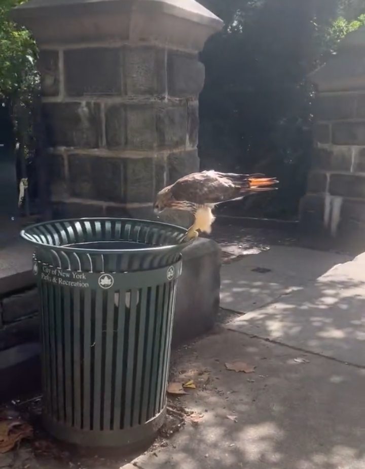 Be as the hawk in the trash can