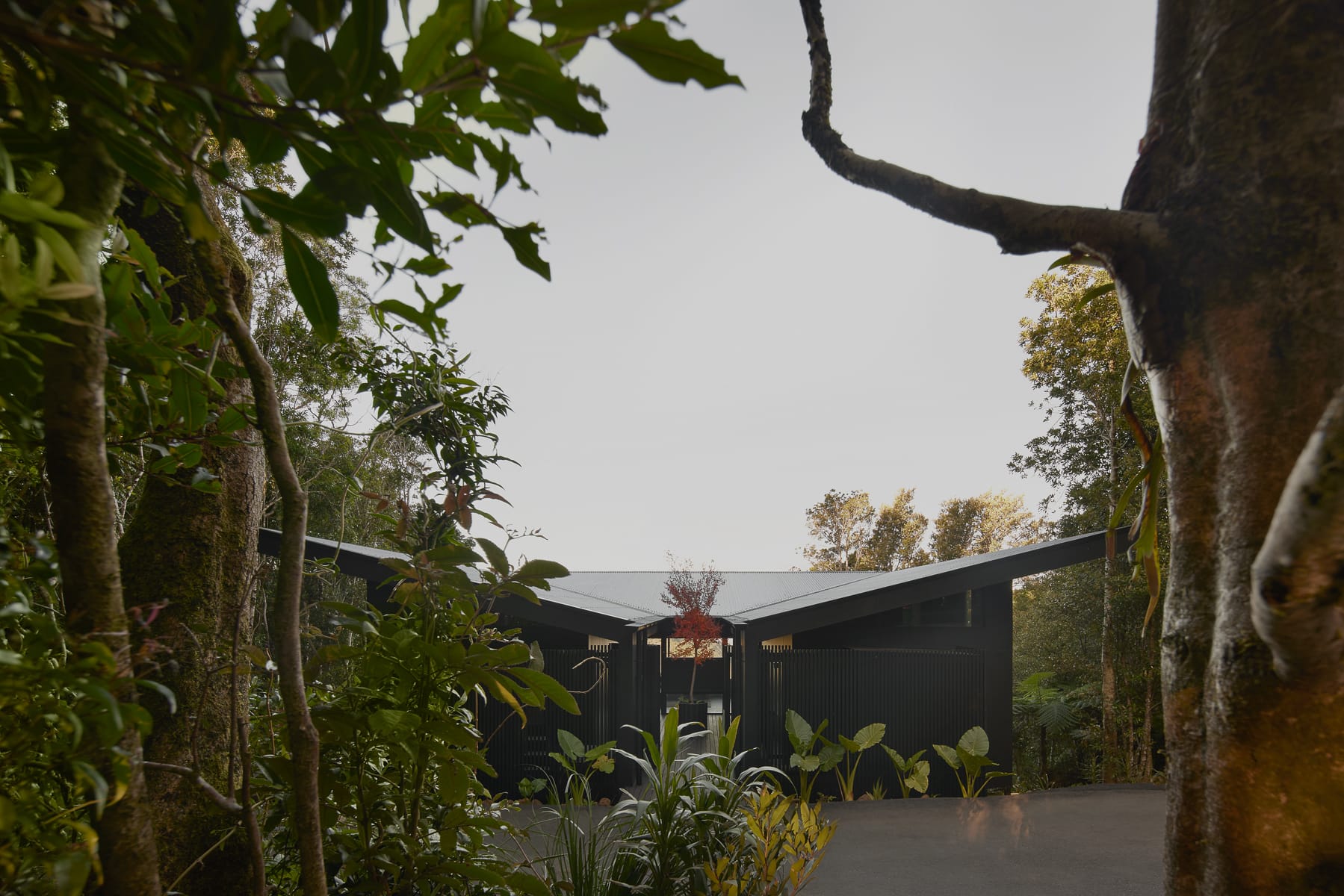 Cloudview Springbrook by Paul Uhlmann Architects. Photography by Brock Beazley. Rear exterior facade of contemporary residential building with sloping roof. Rainforest plant life visible in foreground and background of image. 