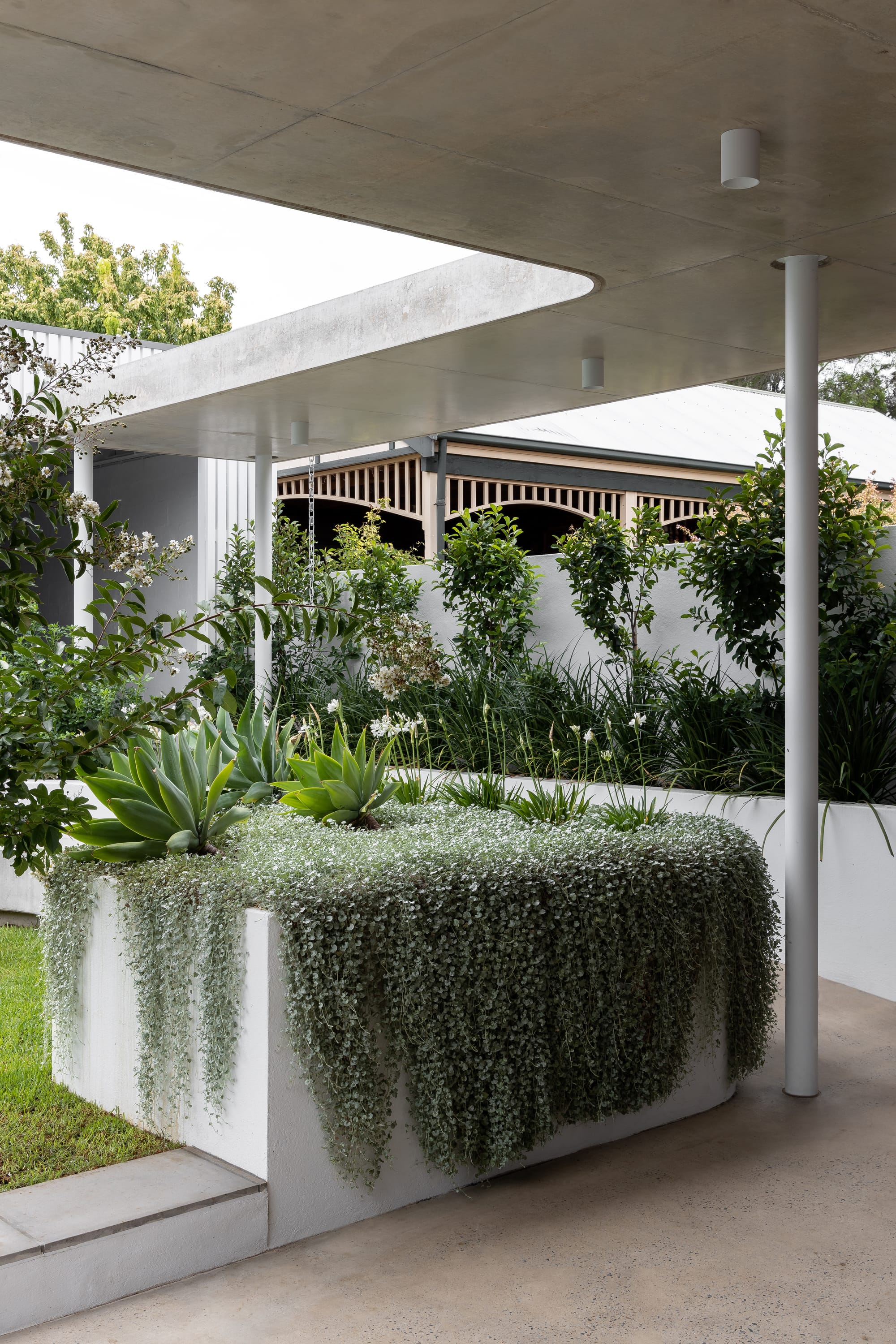 Rose Park by studio gram. Photography by Timothy Ross. Undercover patio pathway from old portion of home to modern renovation. Concrete path. Raised white garden beds with overflowing flower plants.