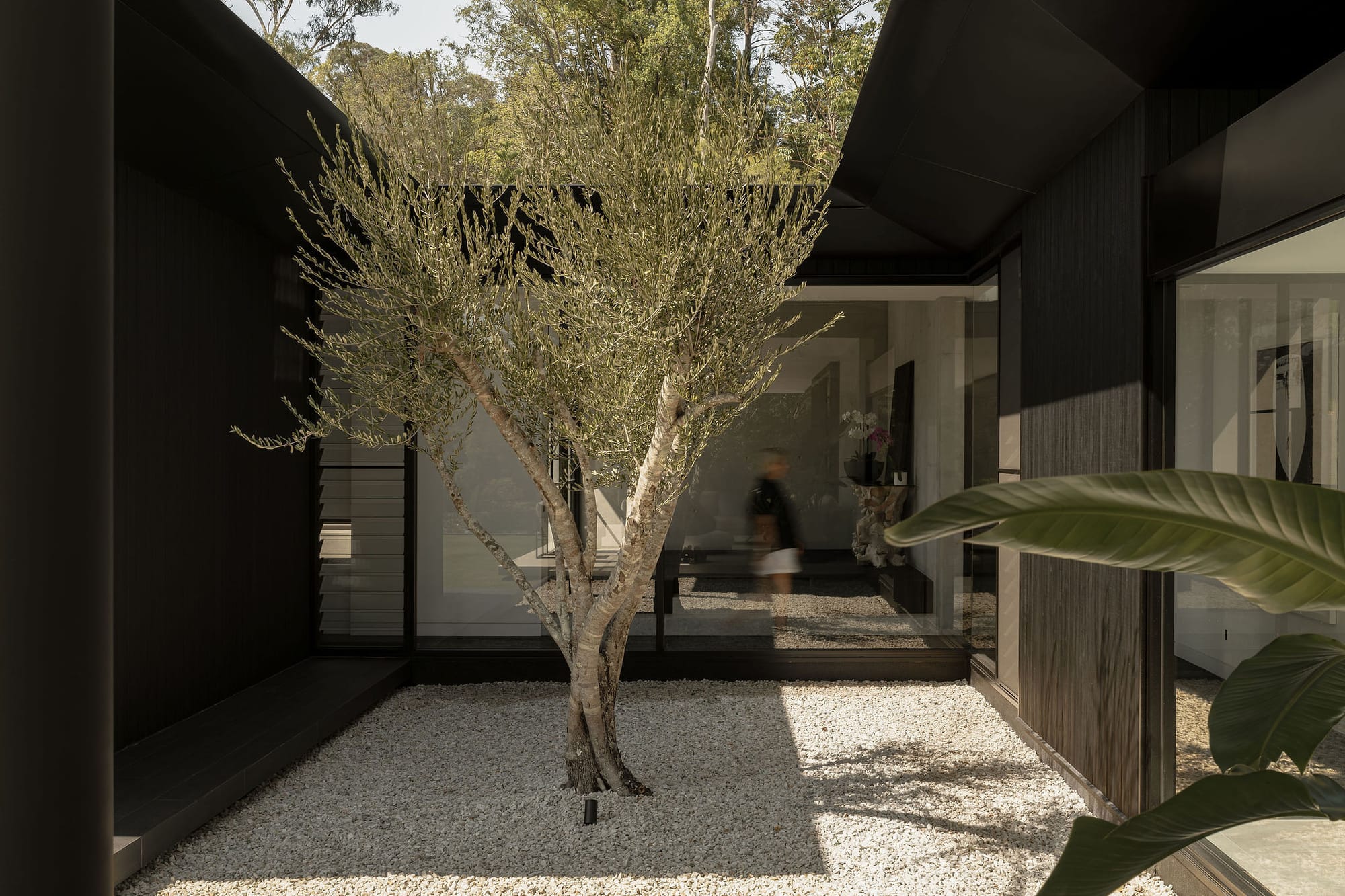 An exterior shot of the white pebbled courtyard with a feature tree against the black house cladding