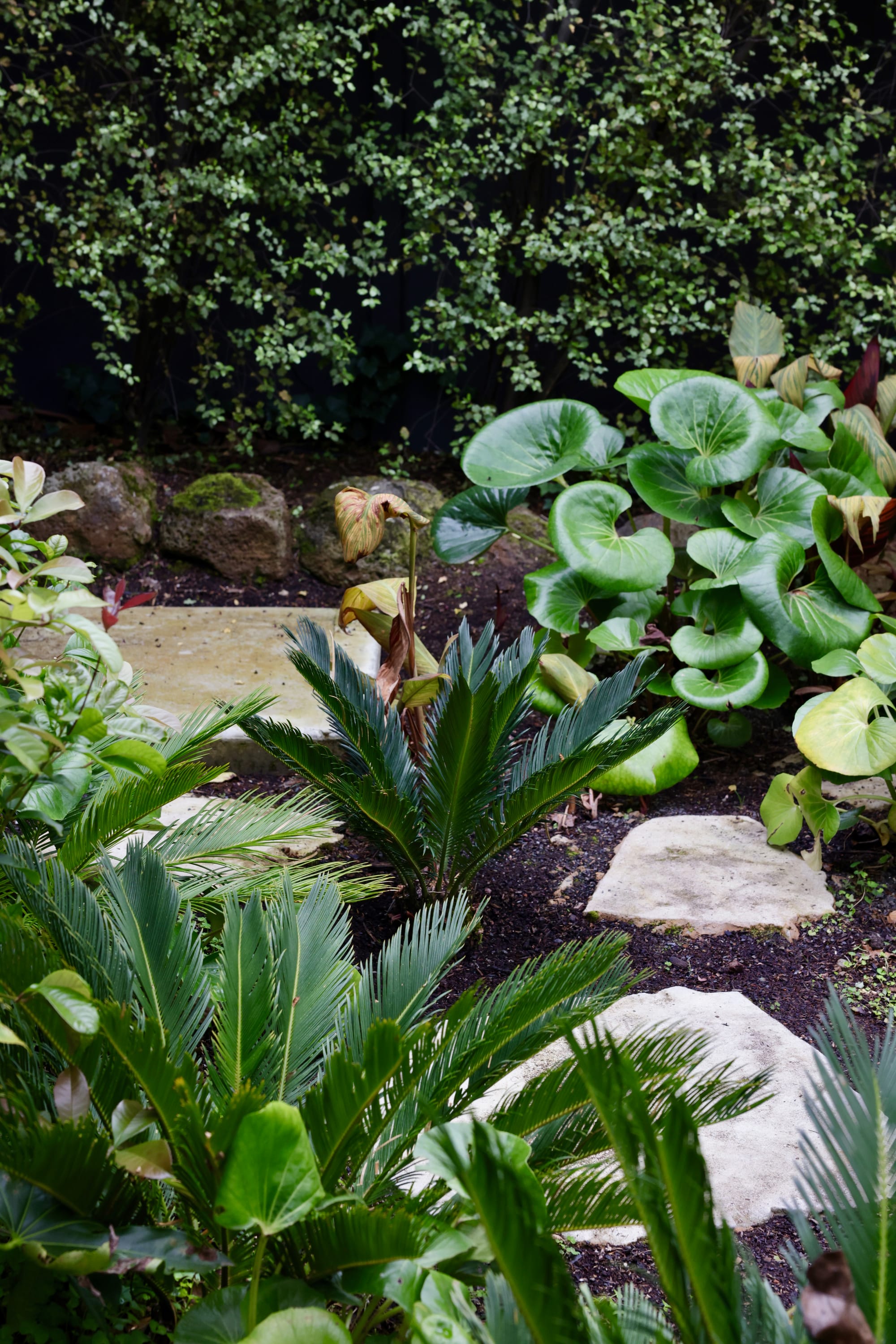 Glen Iris by Julie Crowe Landscape Design x Cosh Living. Photography by&nbsp;Eloise Sim. Close up of small dark green ferns with stone pavers in moist potting mix, with hedge in background. 
