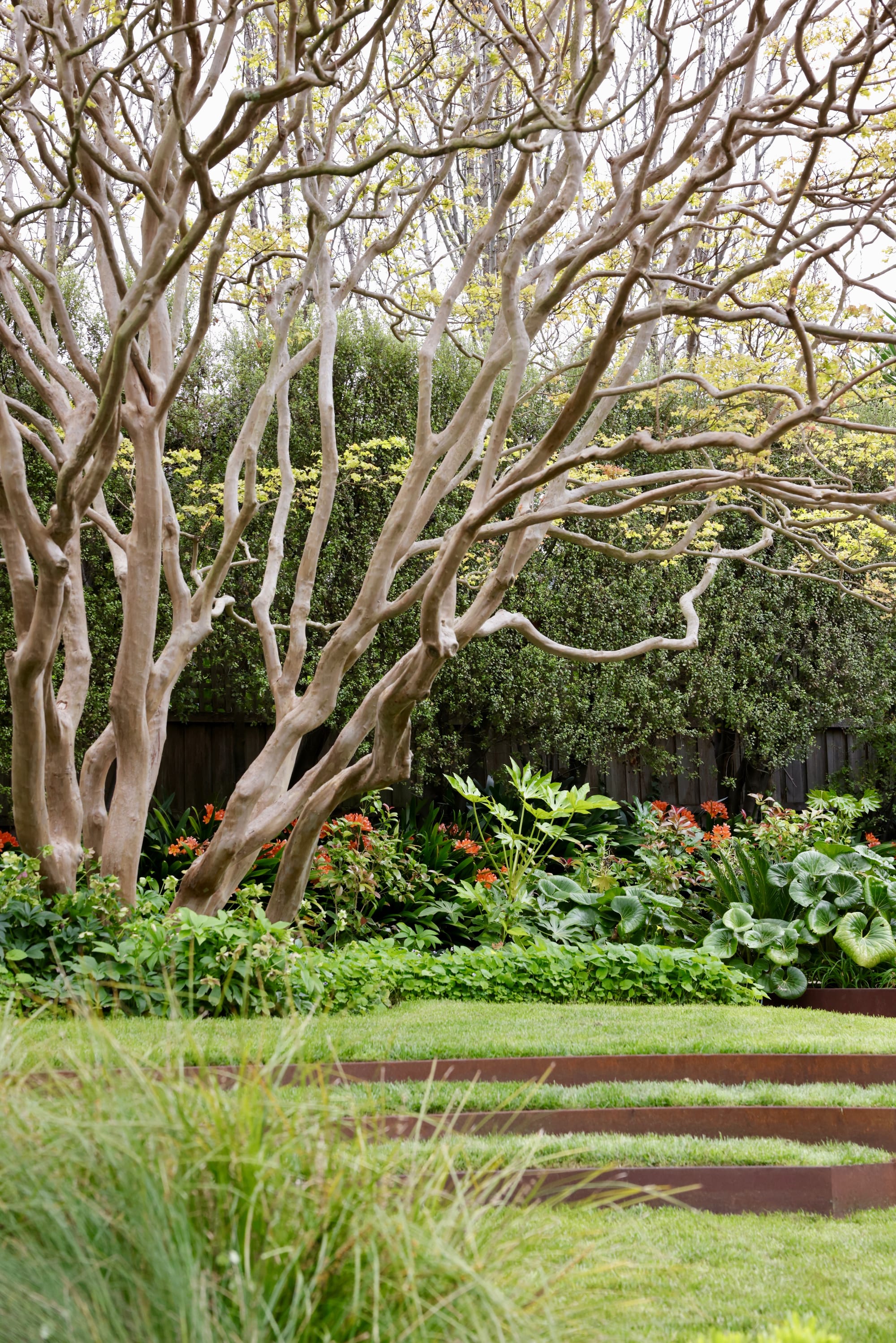 Glen Iris by Julie Crowe Landscape Design x Cosh Living. Photography by&nbsp;Eloise Sim. Grassed steps in outdoor garden made from rusted metal sheeting, with bar tree in background and garden beds with plants of various heights and colours. 