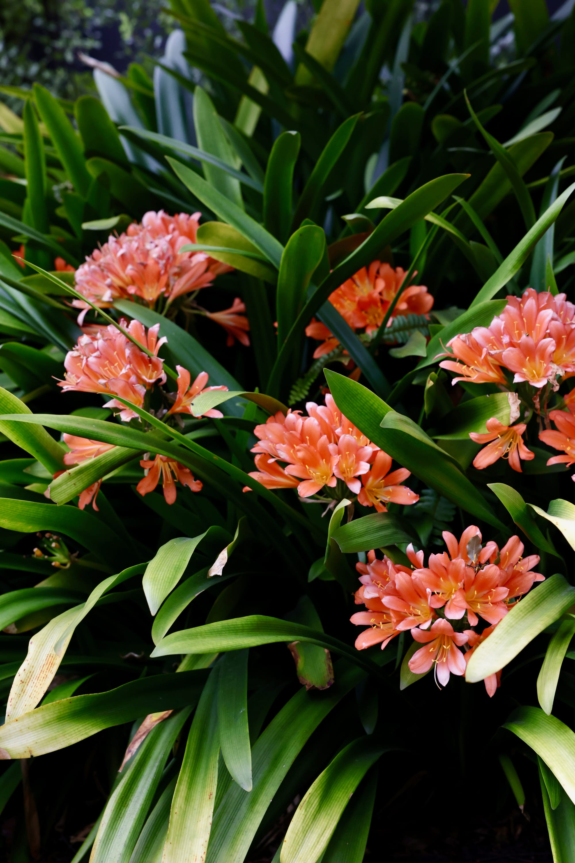Glen Iris by Julie Crowe Landscape Design x Cosh Living. Photography by&nbsp;Eloise Sim. Close up of pink and orange flower bunches with long tubular leaves. 