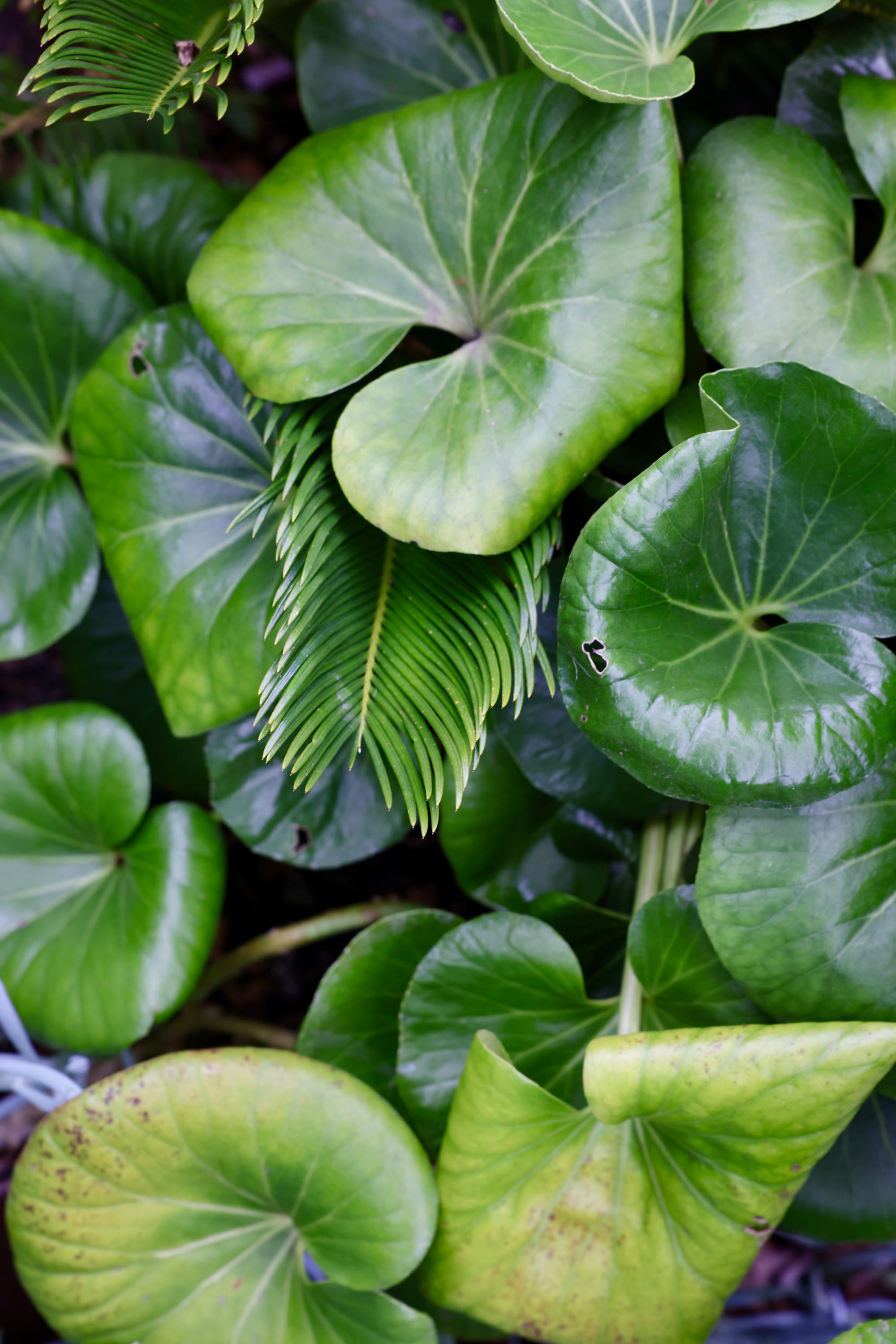 Glen Iris by Julie Crowe Landscape Design x Cosh Living. Photography by&nbsp;Eloise Sim. Close up of waxy green lilypad plants and ferns in garden. 