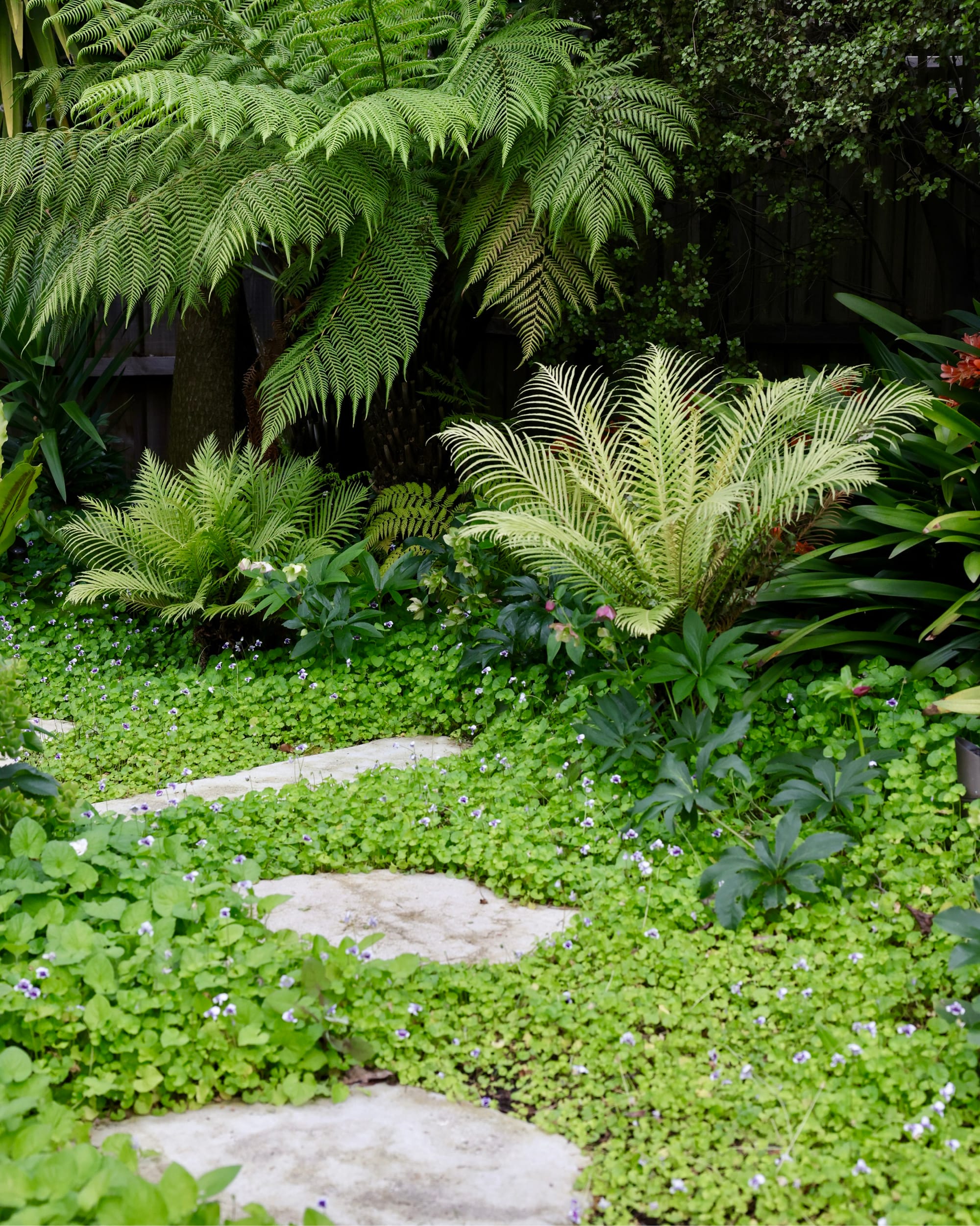 Glen Iris by Julie Crowe Landscape Design x Cosh Living. Photography by&nbsp;Eloise Sim. Stone garden pavers surrounded by green leafy ground cover with various ferns and other leafy plants in background. 