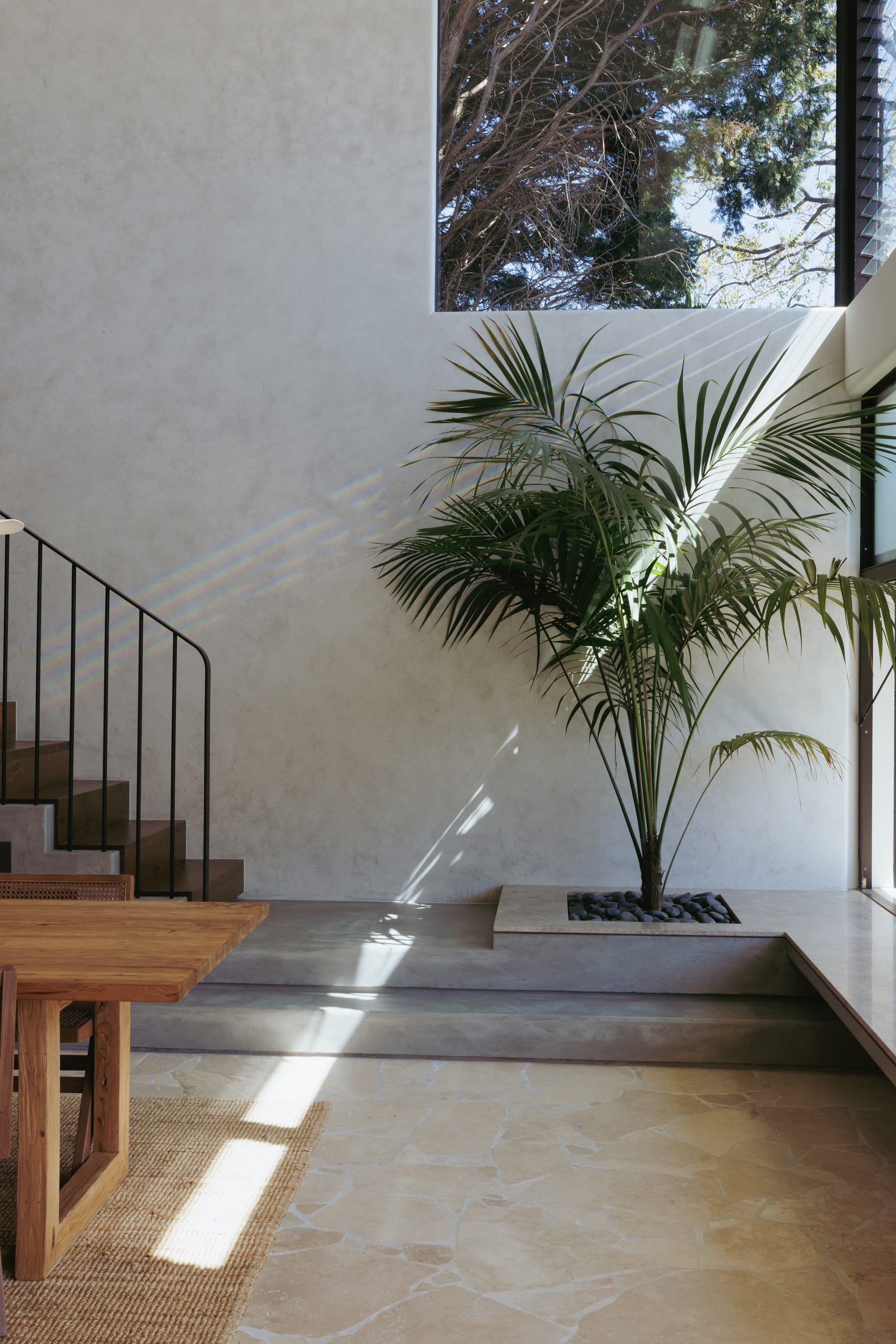 Little Birch by buck&simple. Photography by Tim Pascoe. Pale paved dining space with integrated concrete seating expanding from concrete stairs around in front of window. Integrated planter with palm tree.
