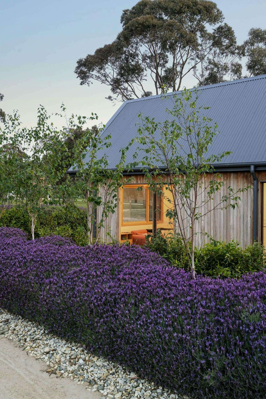 Moorooduc Farm by Merrylees Architecture. Photography by Mitch Lyons. Purple flowered hedge in foreground, trees in midground and timber house with low hedge in background. 