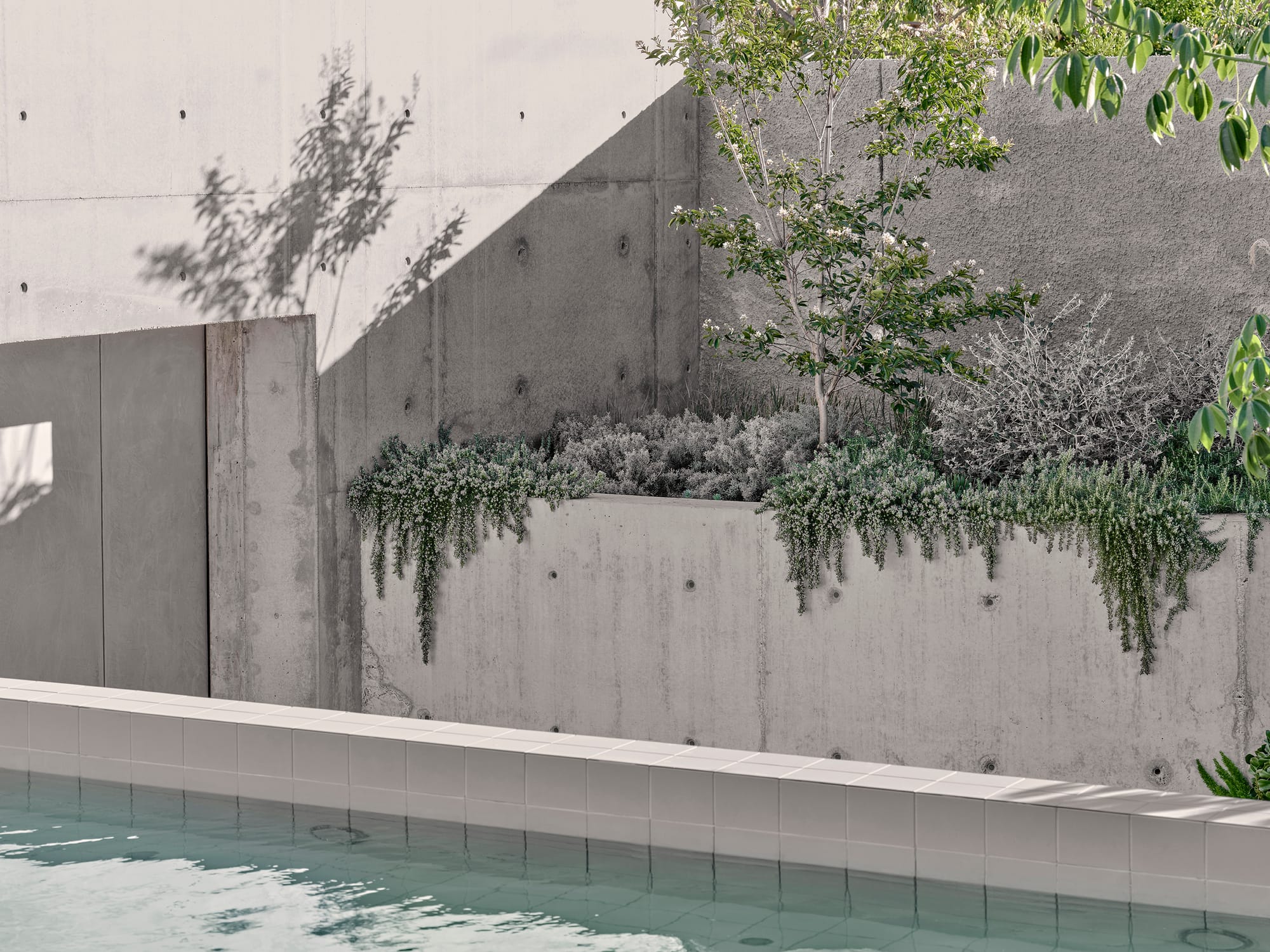 Salmon House by True Story. Photography by Dean Bradley.Concrete planter walls with cascading greenery and small trees above a tiled pool edge, softened by shadows and layered textures.