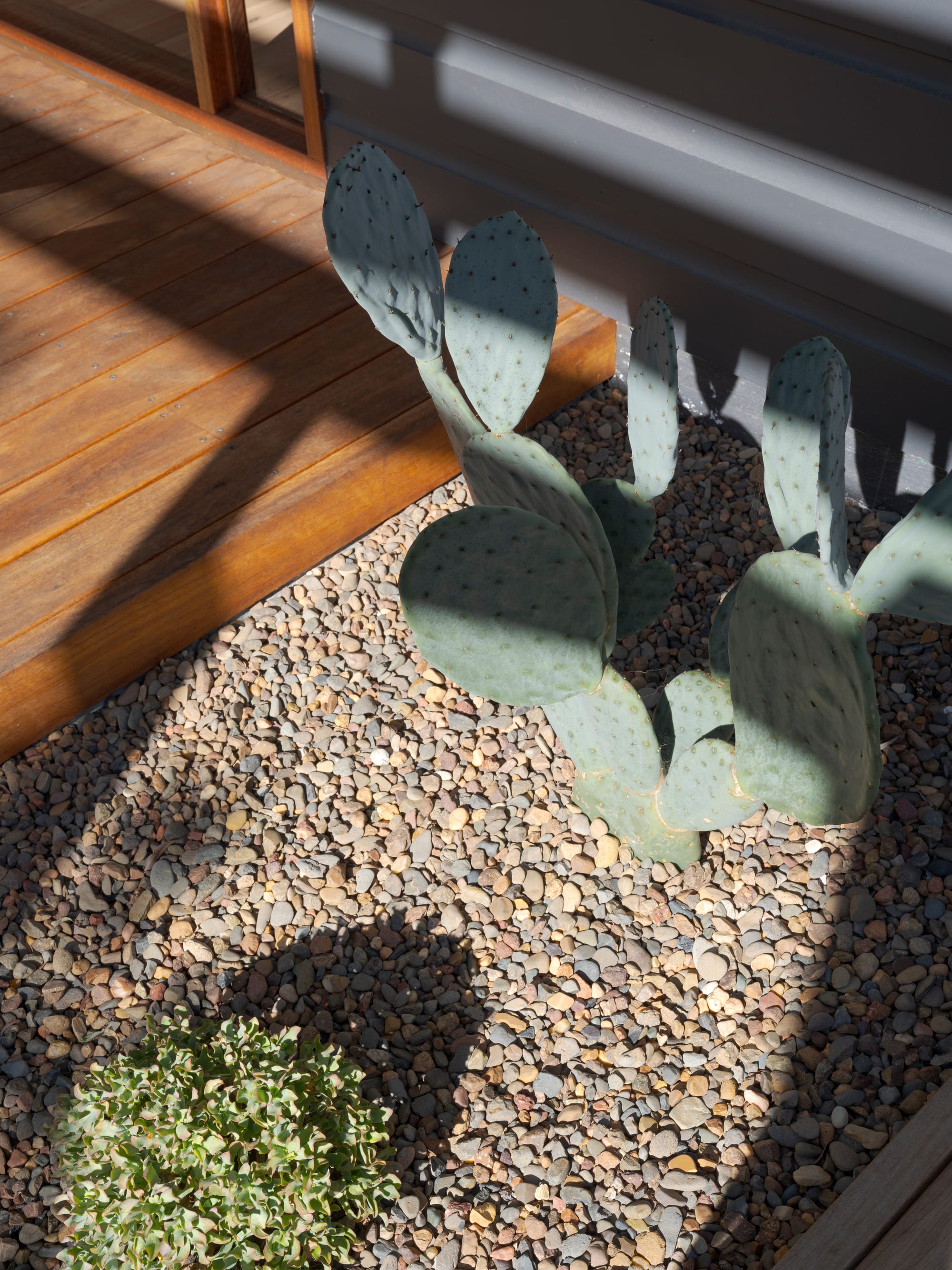 Three Points House by BIJL Architecture. Photography by Tom Ferguson. White slatted privacy screens along a modern facade, dappled with tree shadows.          Ask ChatGPT You said:   ChatGPT said: Alt text: Cactus and groundcover in a gravel bed beside timber decking and a dark grey wall.