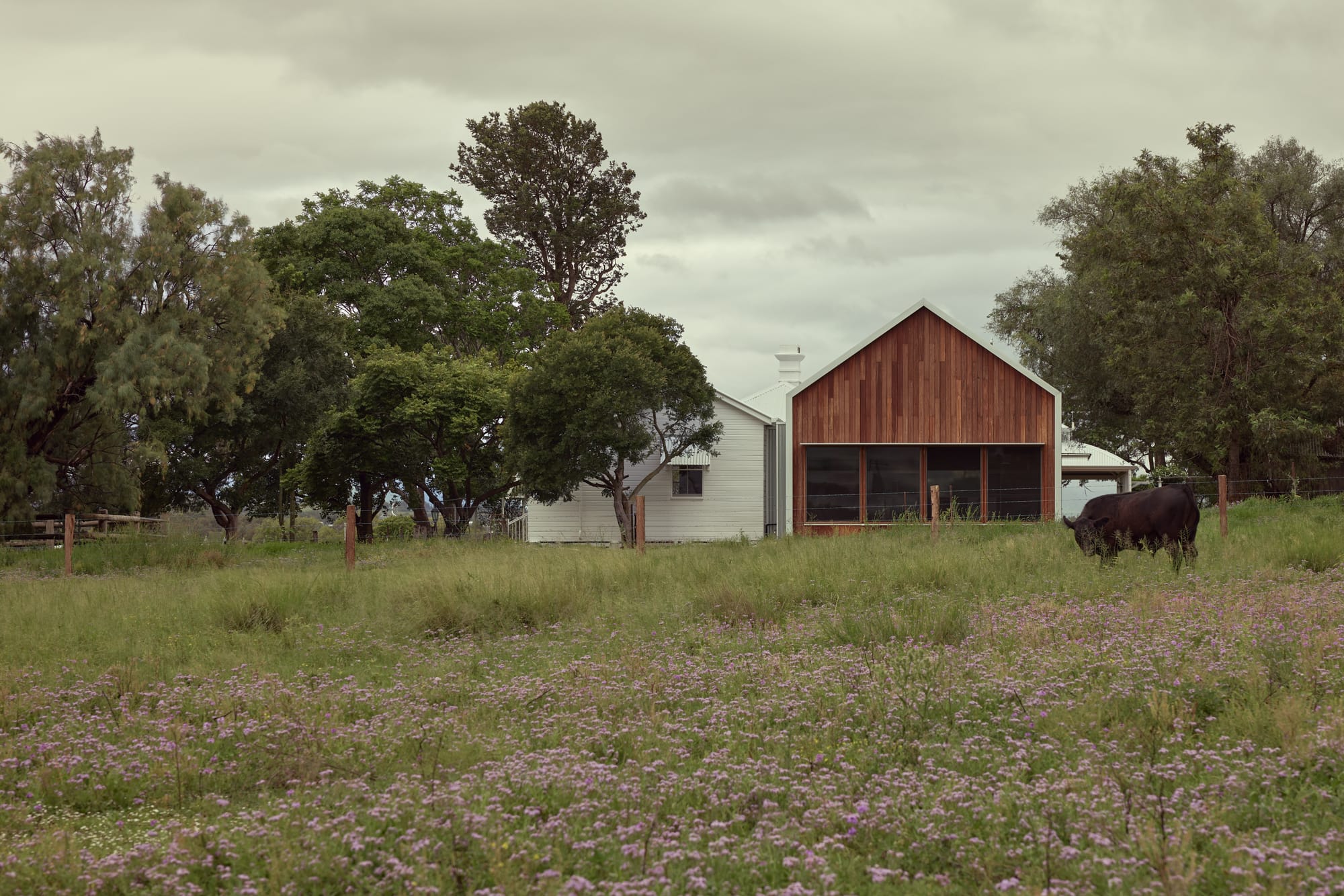 Binnum Homestead by Alexandra Buchanan Architecture. Photography by Cieran Murphy. Rear facade of A-frame home with timber cladding in paddock with a cow. 
