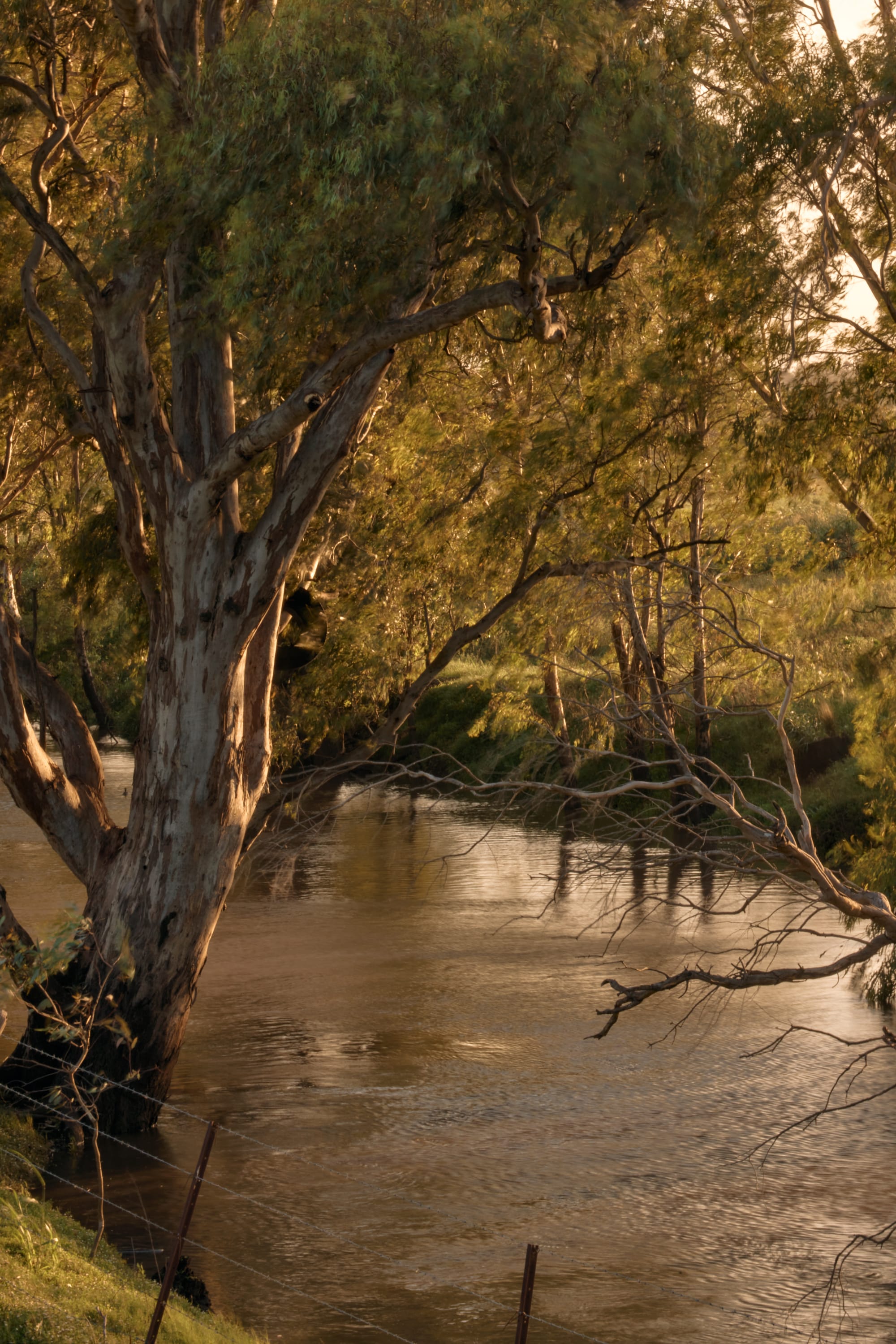 Binnum Homestead by Alexandra Buchanan Architecture. Photography by Cieran Murphy. Flowing river surrounded by native Australian plantlife. 