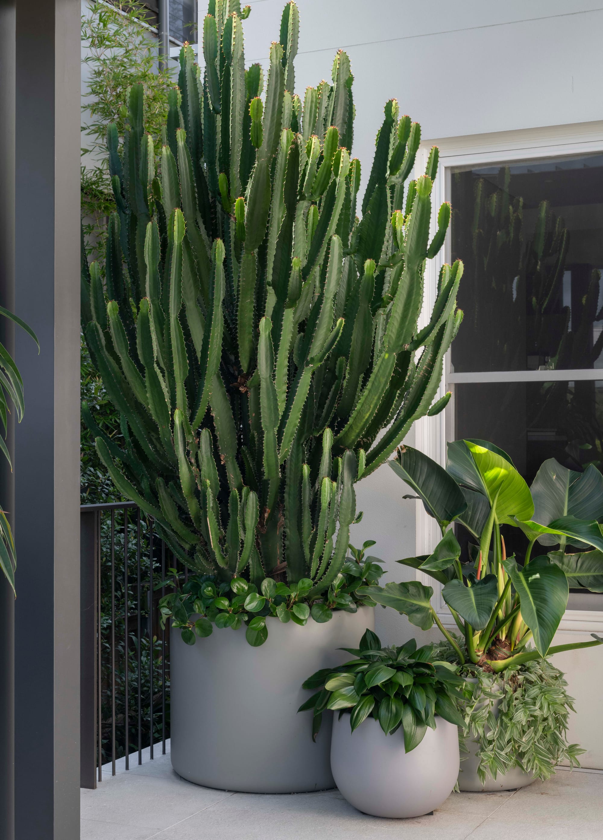 cactus and large leaf plants with grey pots