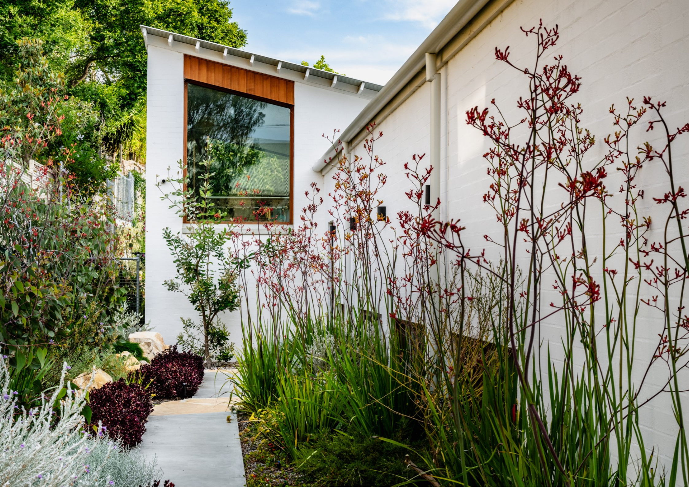 White brick home surrounded by lush native planting and flowering grasses, with a large timber-framed window overlooking the garden.