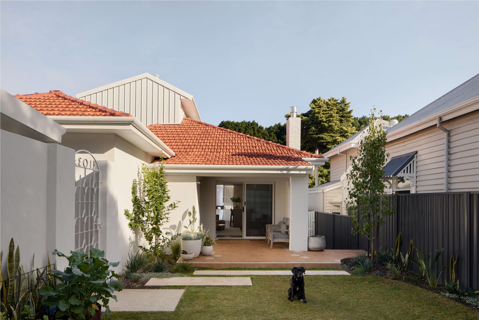 cottage with a terracotta tiled roof opening onto a paved courtyard garden, with a small black dog on the lawn, by Sandy Anghie Architect.
