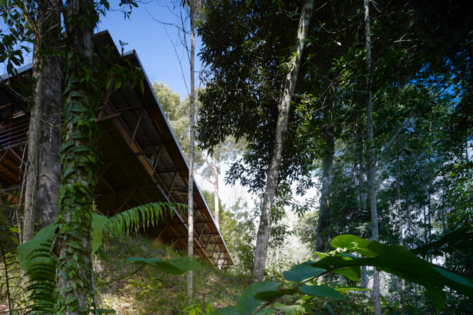 Shelter@Rainforest by Marra + Yeh, with an elevated timber structure and a deep roof overhang surrounded by dense rainforest.