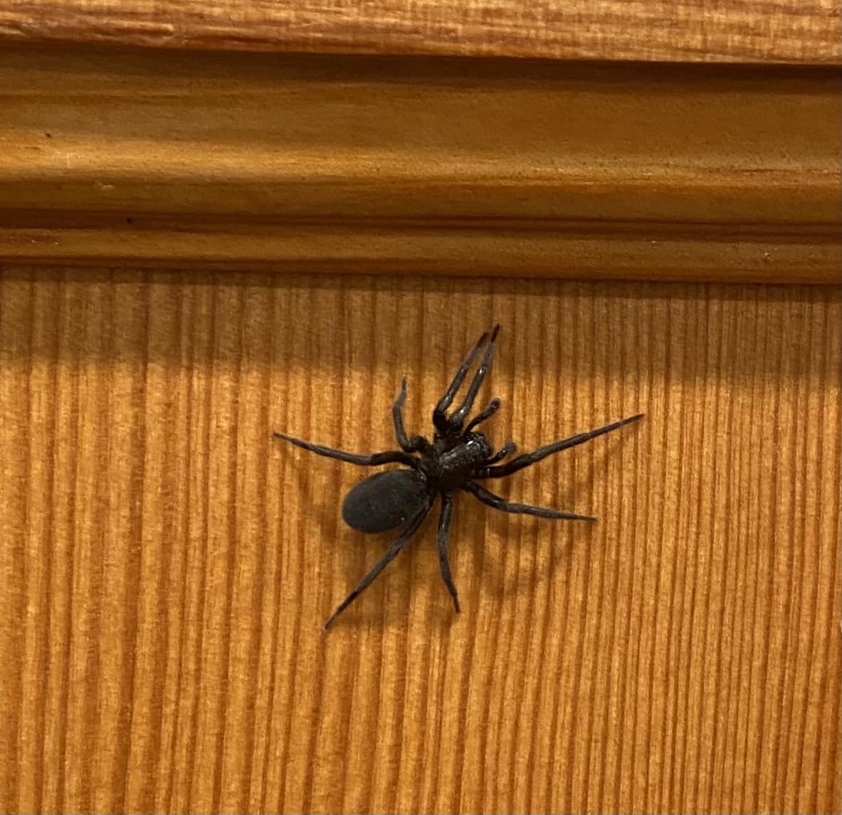 black lace-weaver spider