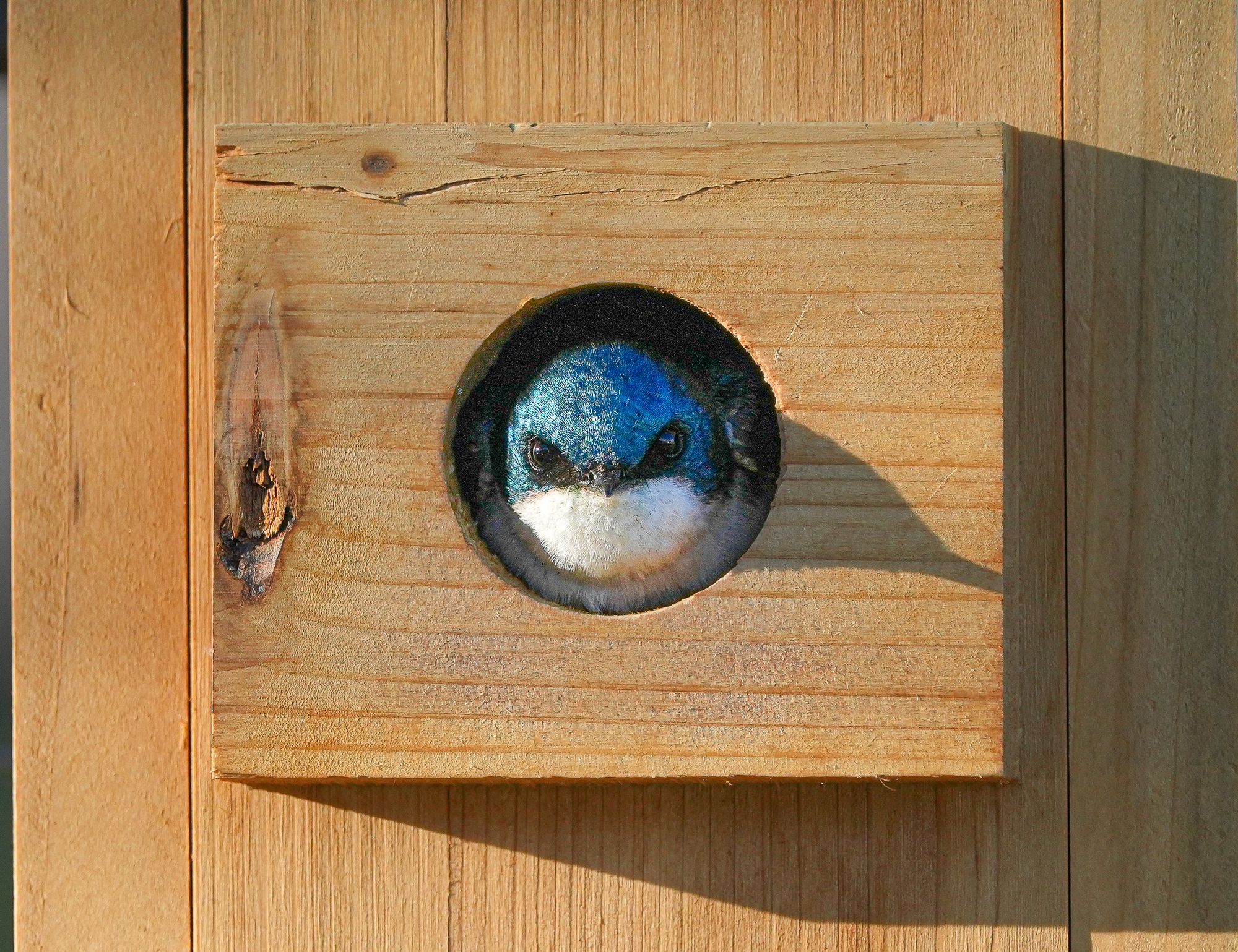 tree swallow on nest