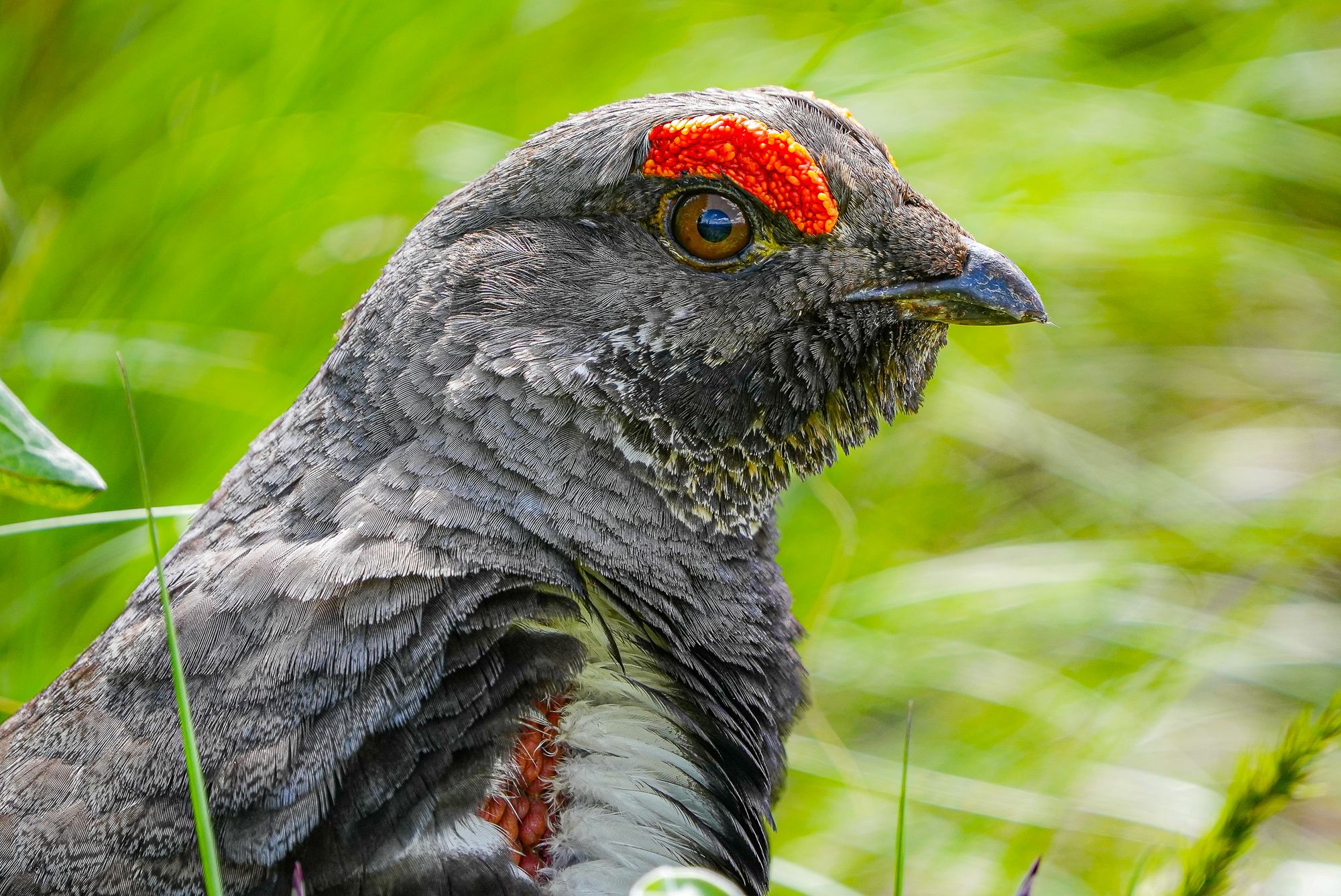 male dusky grouse
