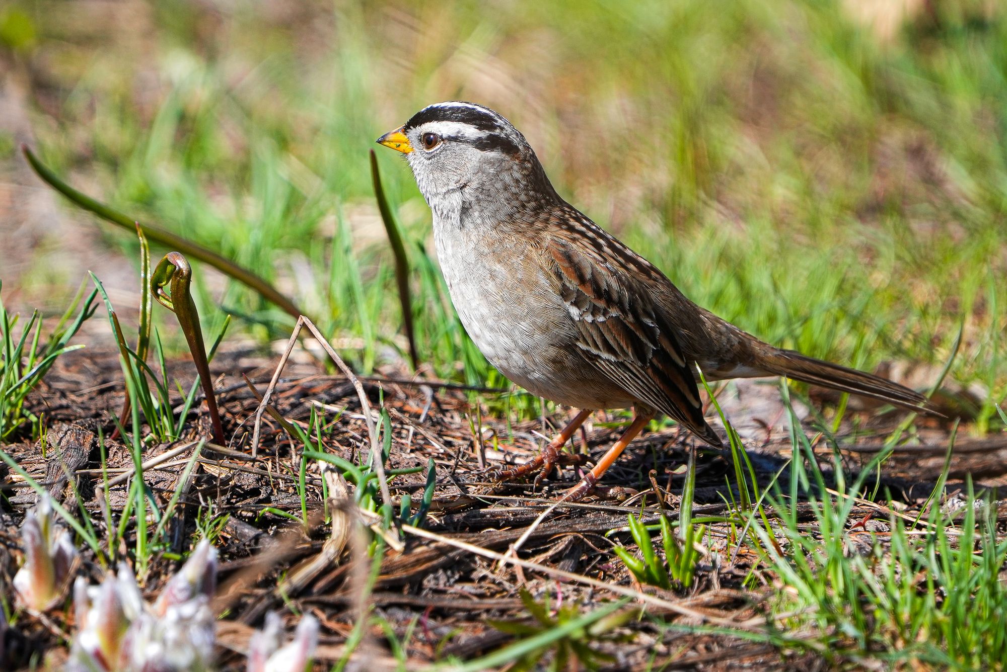 White-crowned sparrow