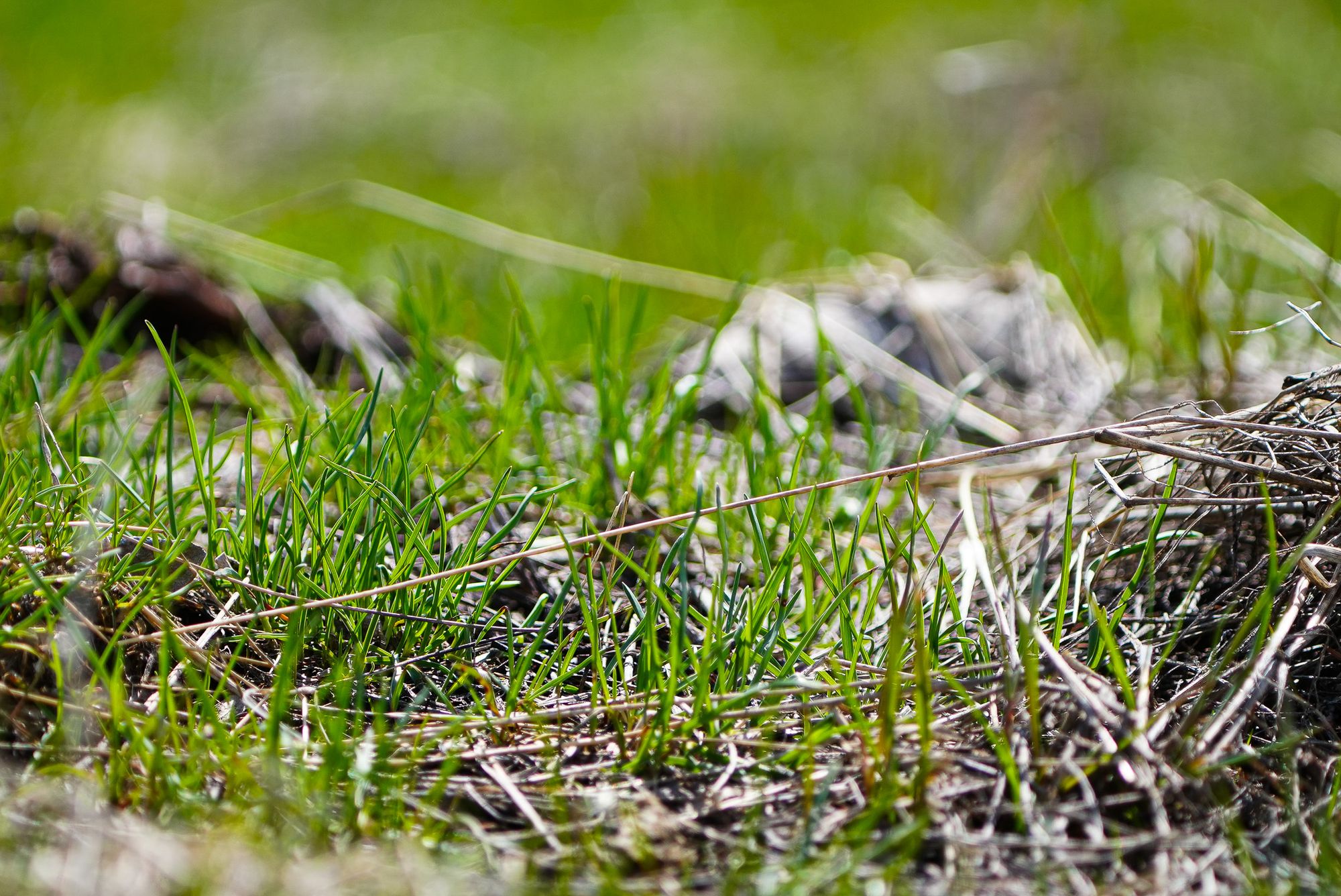 new grasses emerging