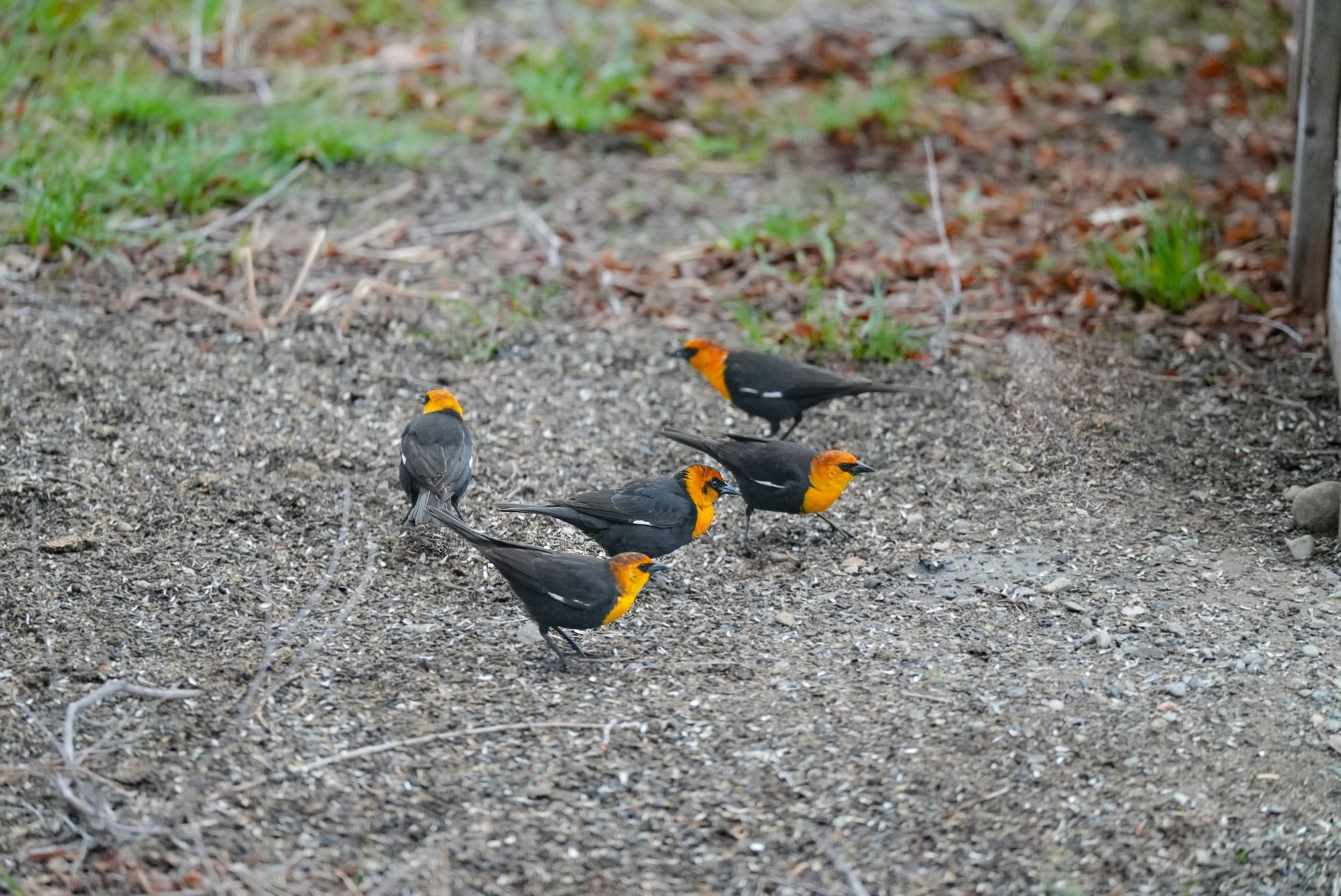 Male yellow-headed blackbirds