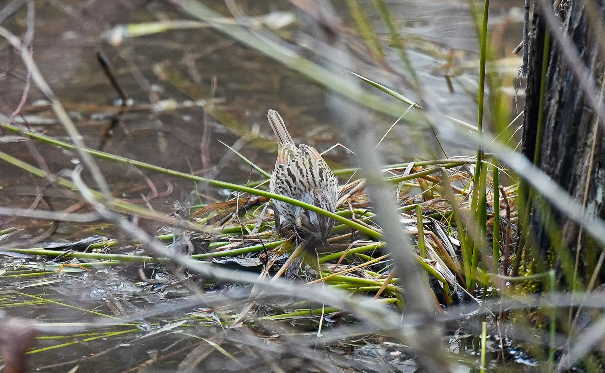 Lincoln's sparrow