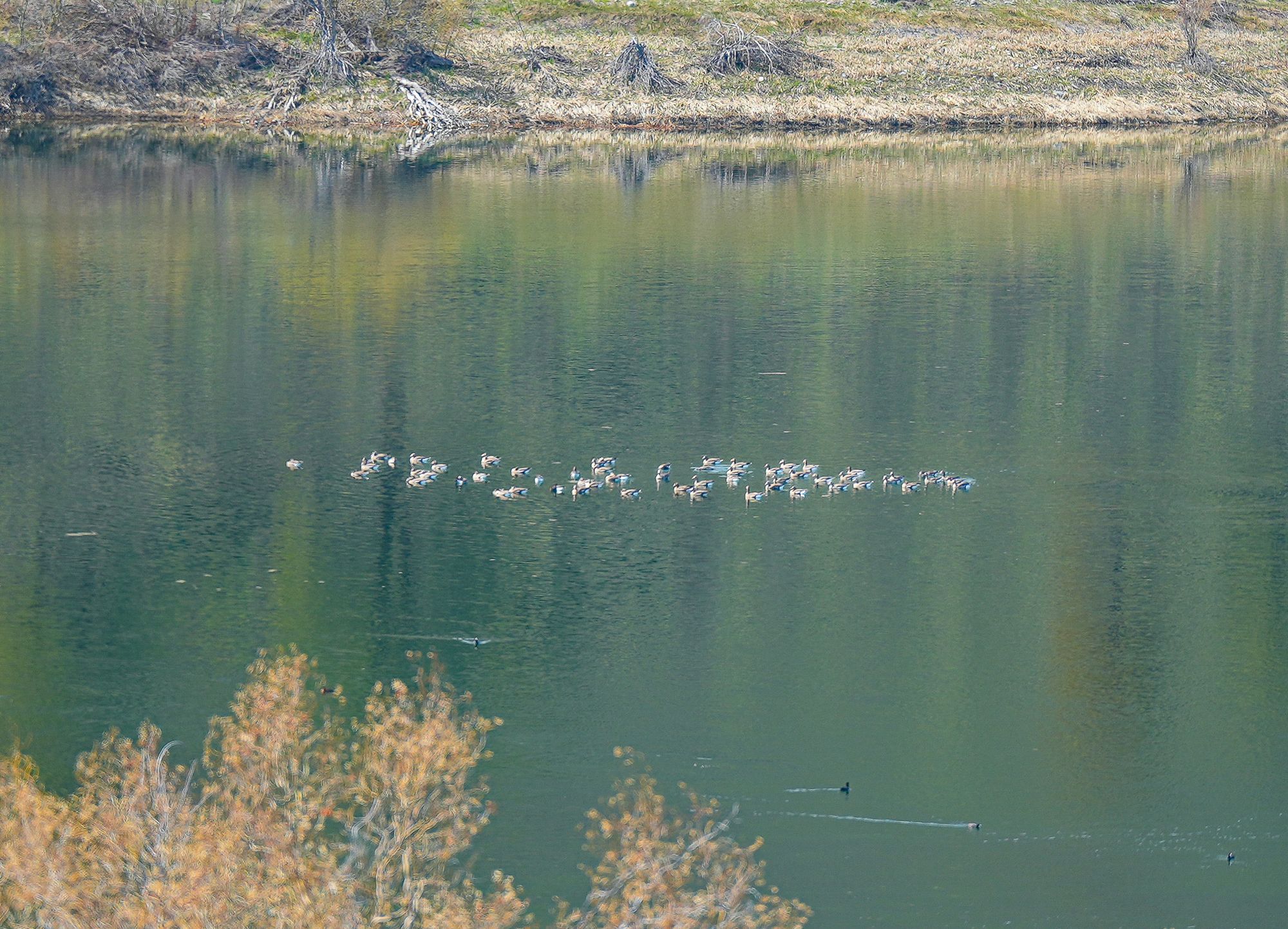 white-fronted geese