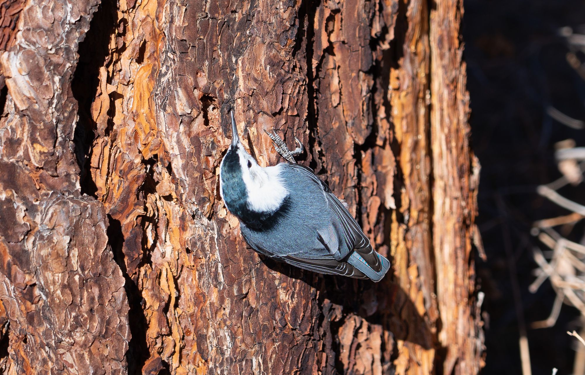 White-breasted nuthatch