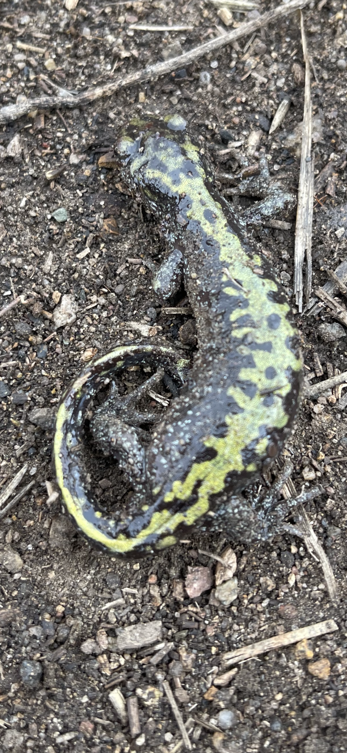 Long-toed salamander