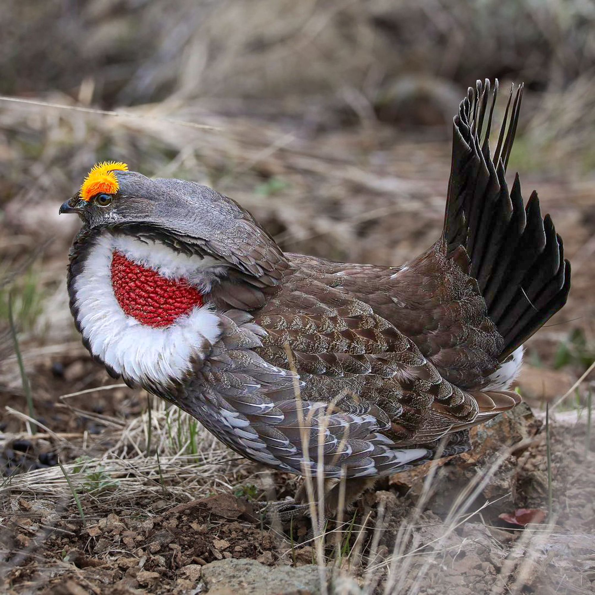 male dusky grouse