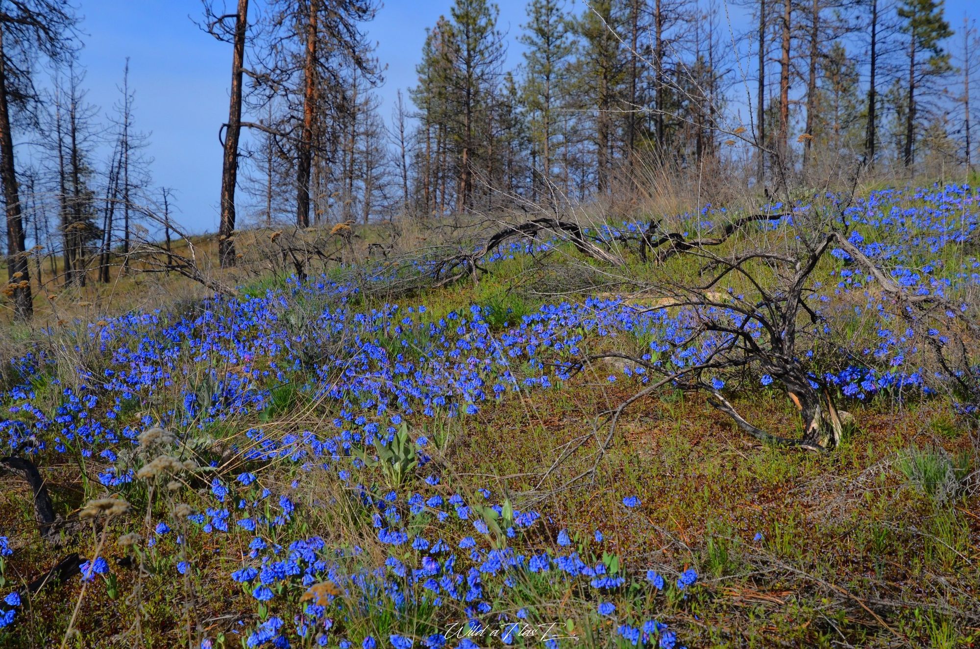 field of bluebells