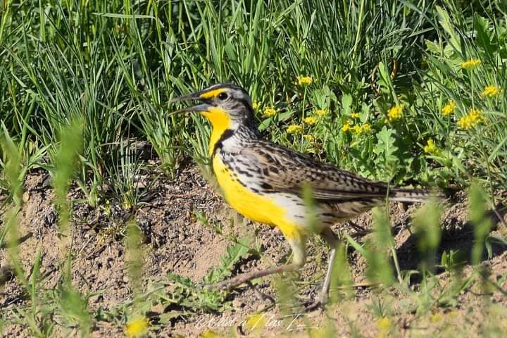 Western meadowlark