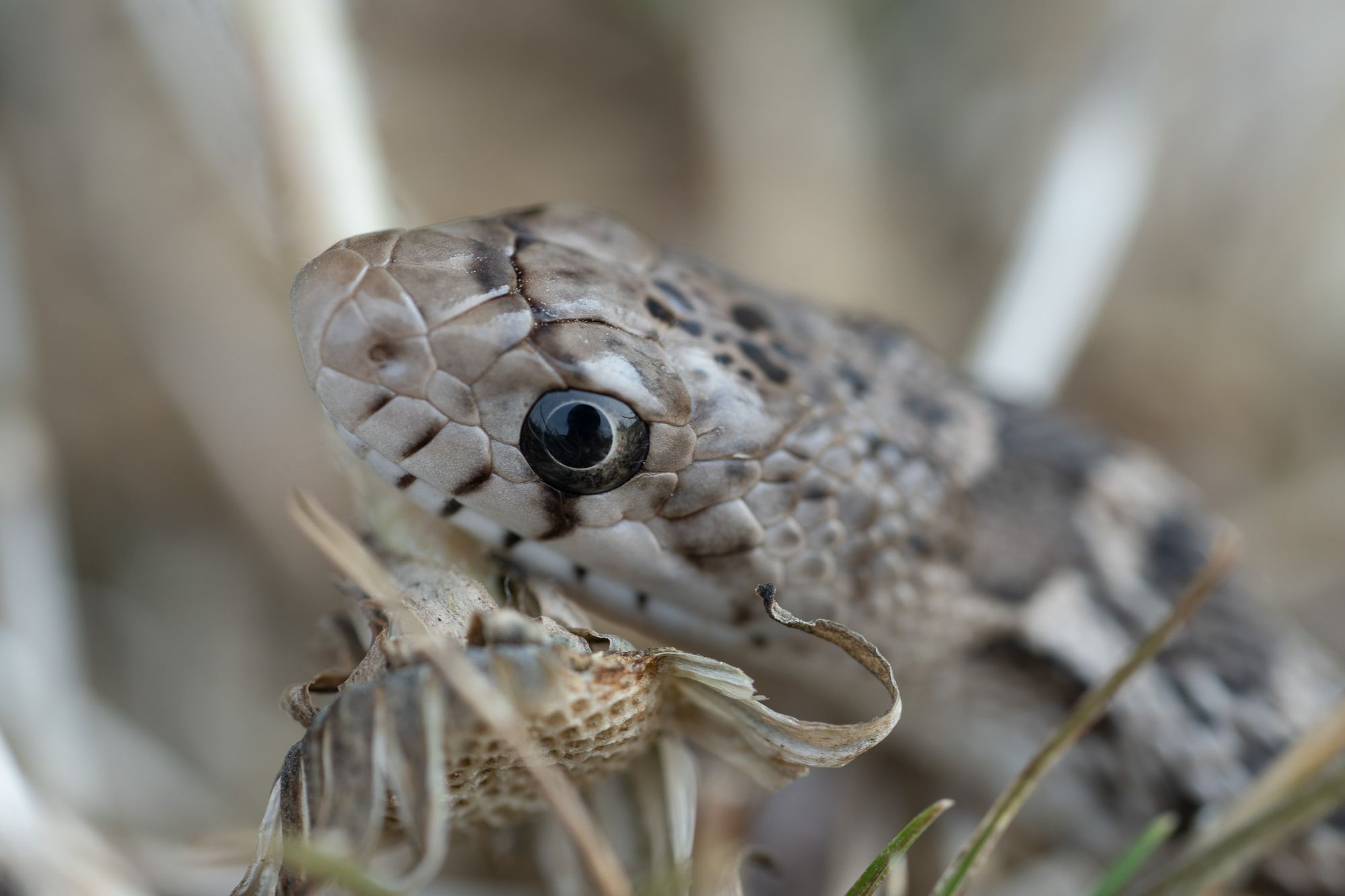 gopher snake head