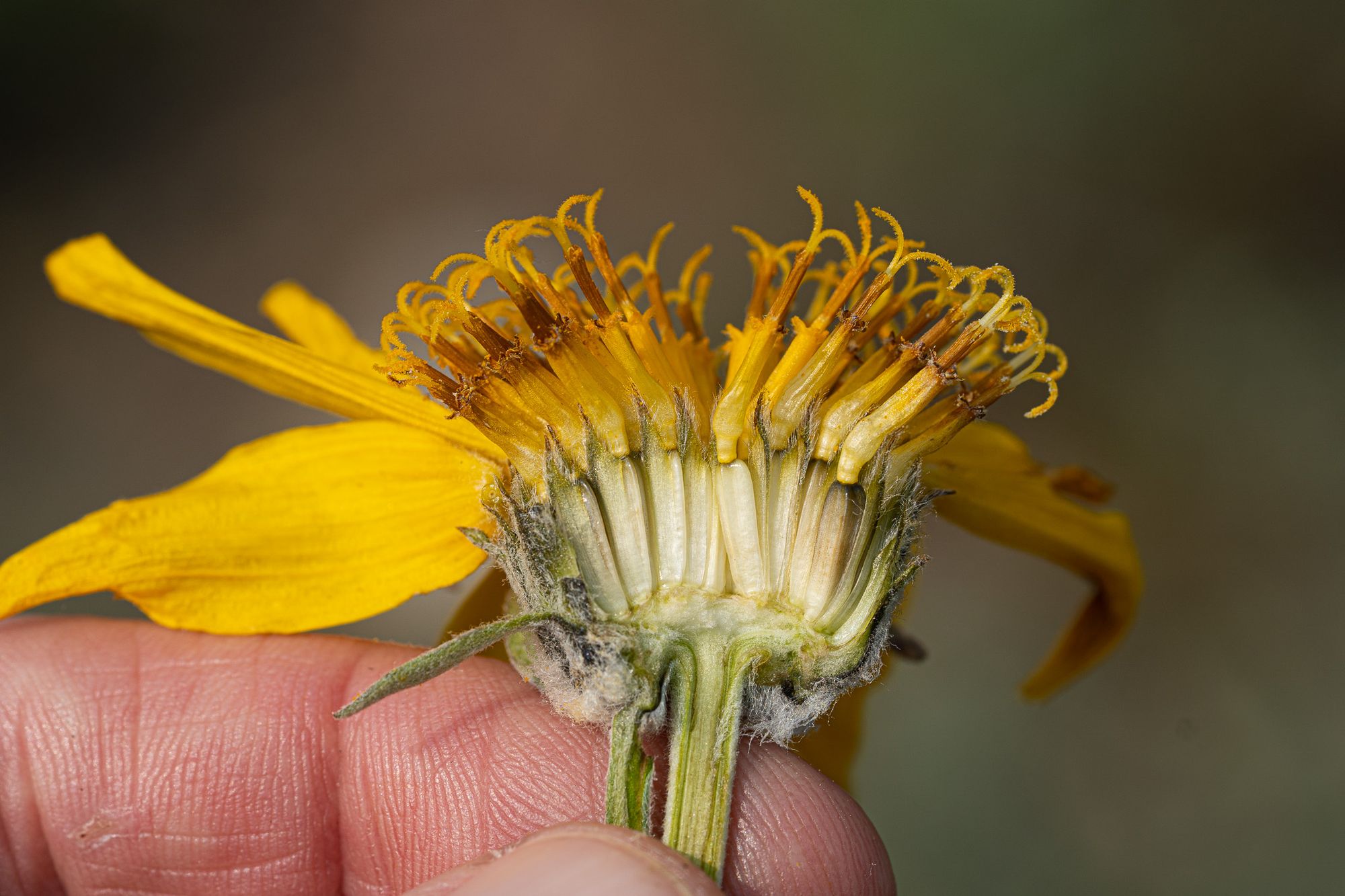 cross section of composite flower