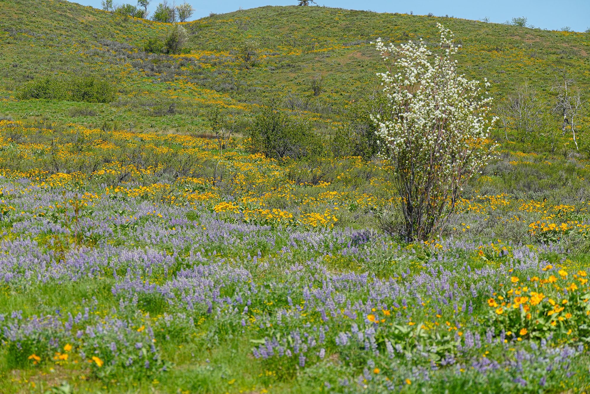mix of spring flowers