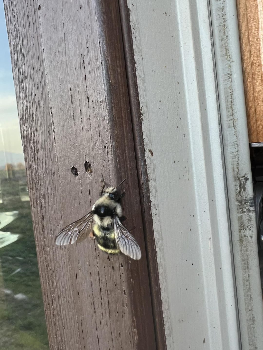 Vancouver bumble bee