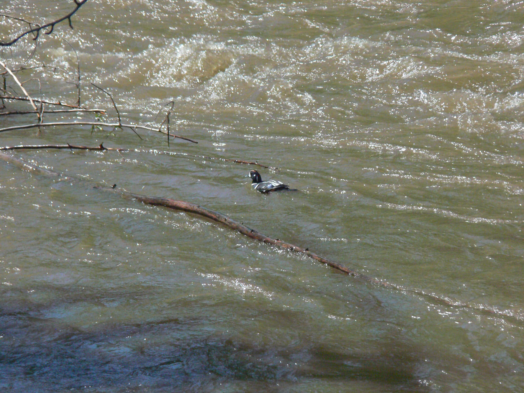 harlequin duck