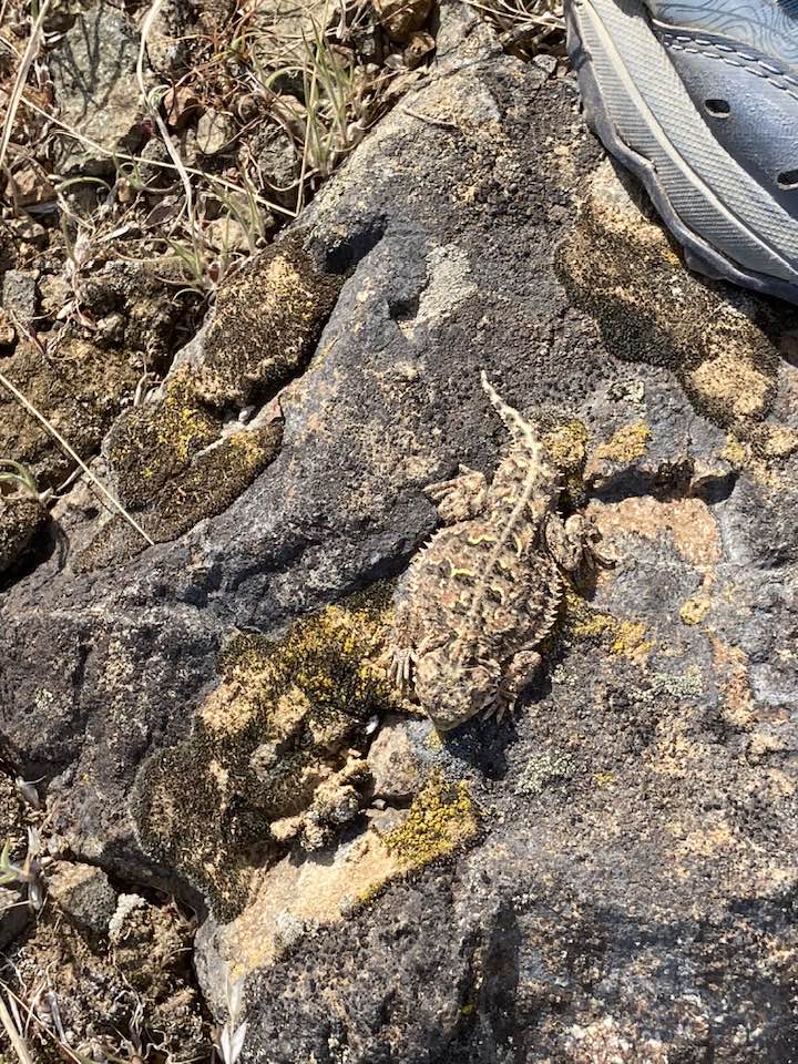 horned lizard