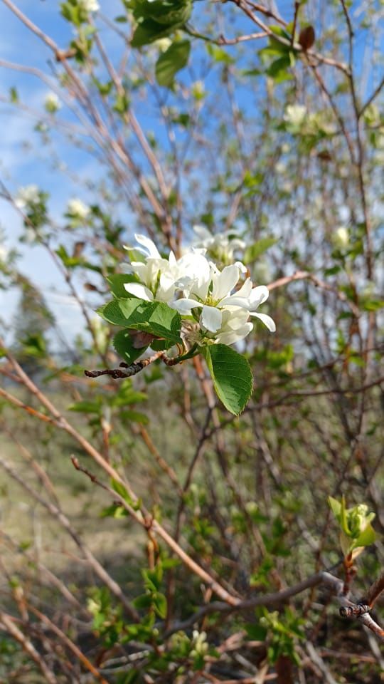 serviceberry flowers