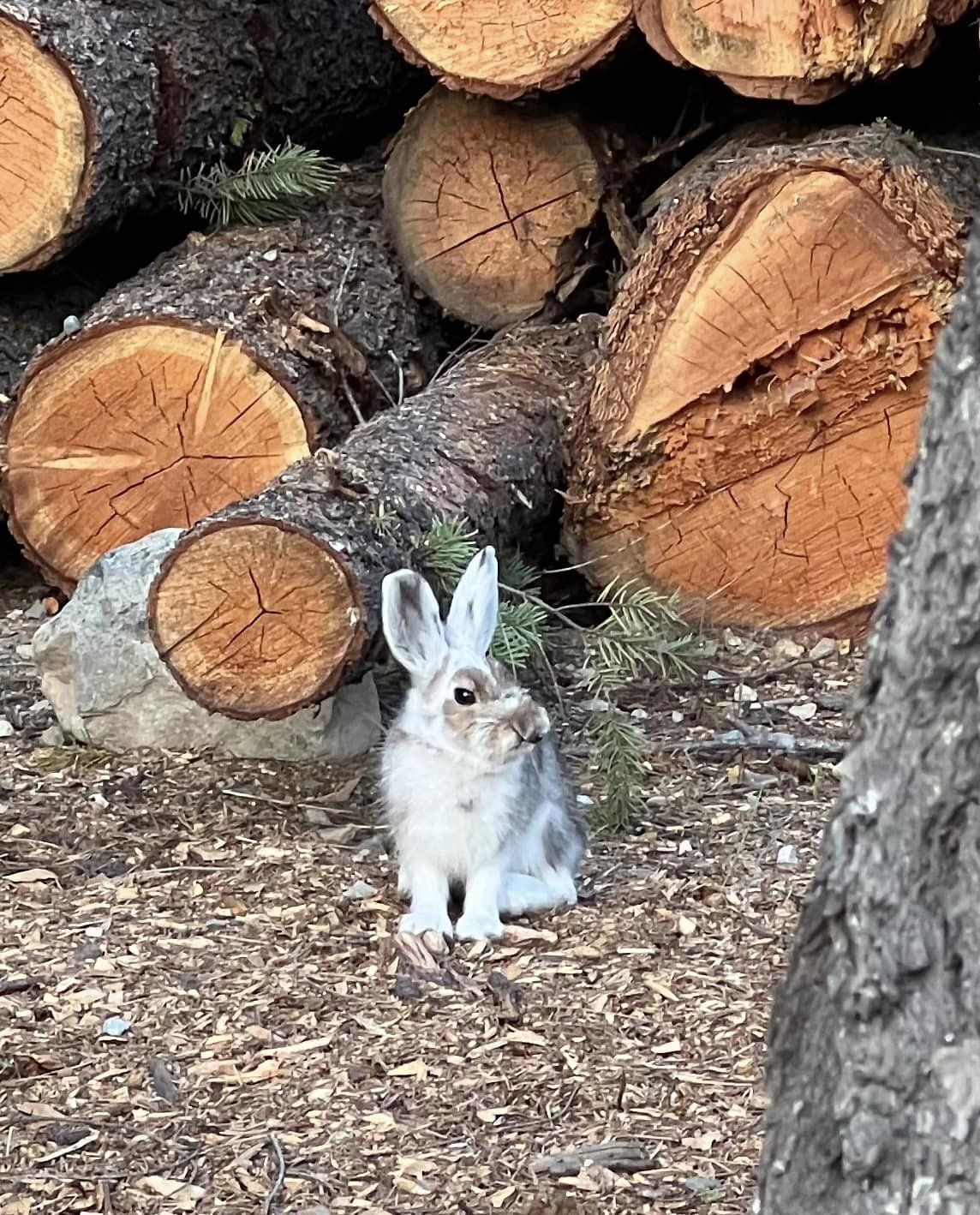 snowshoe hare
