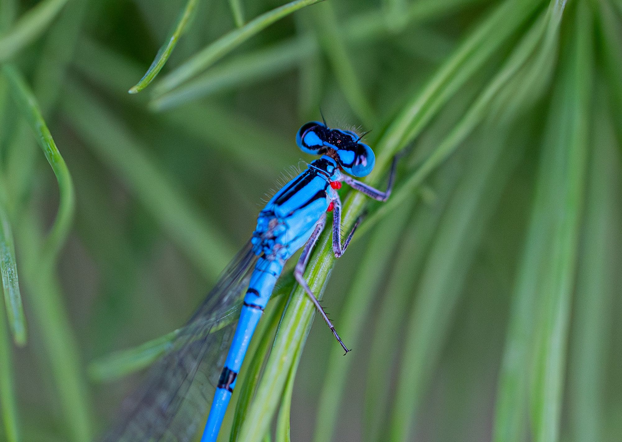 bluet damselfly with water mites