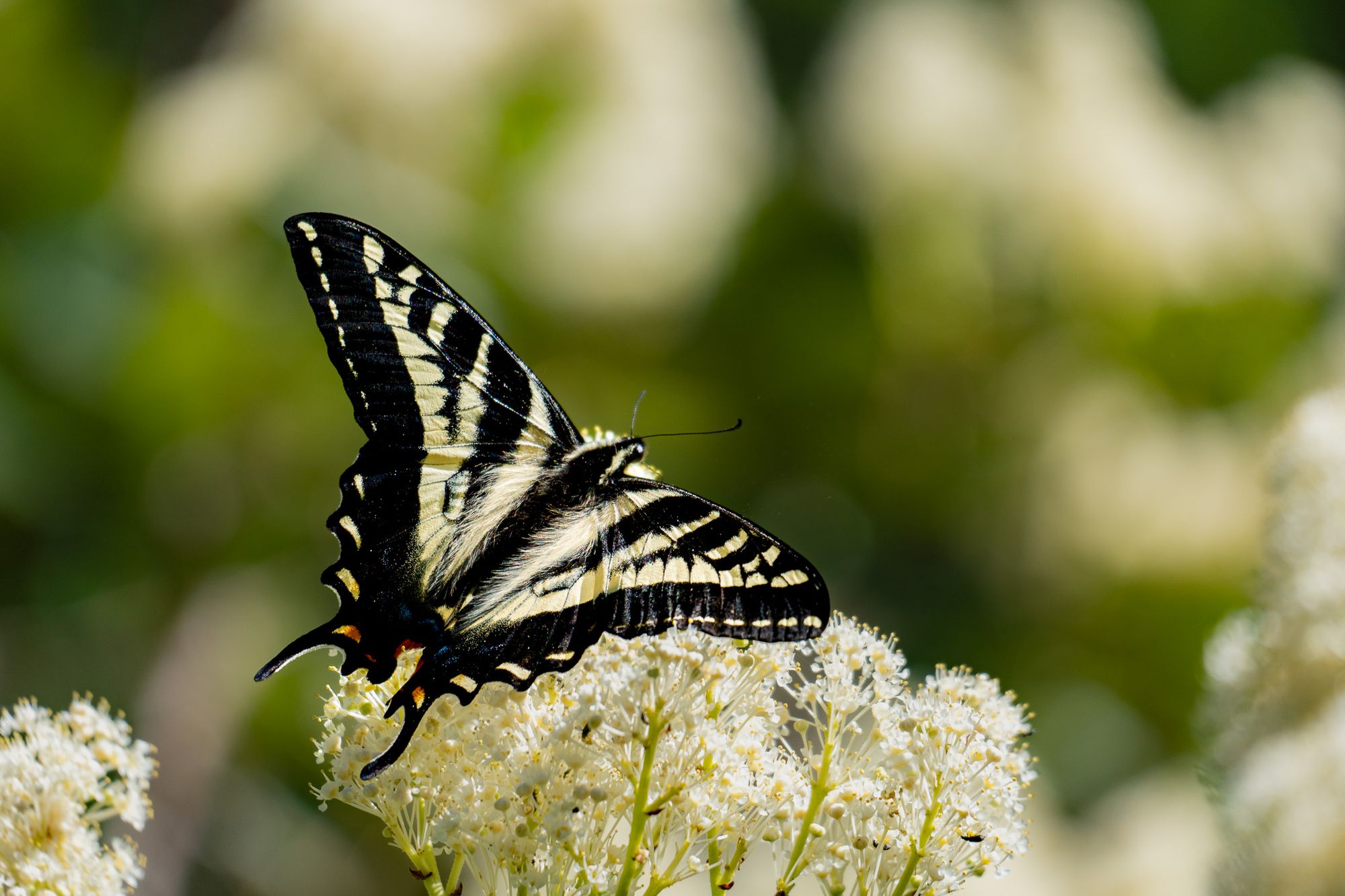 swallowtail butterfly